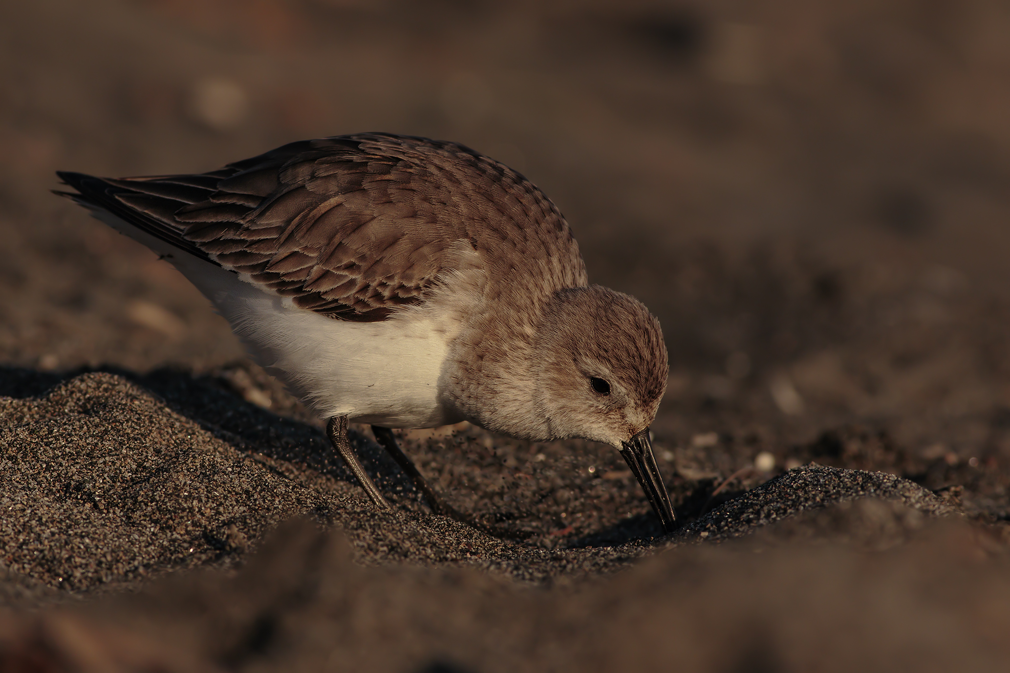 Dunlin