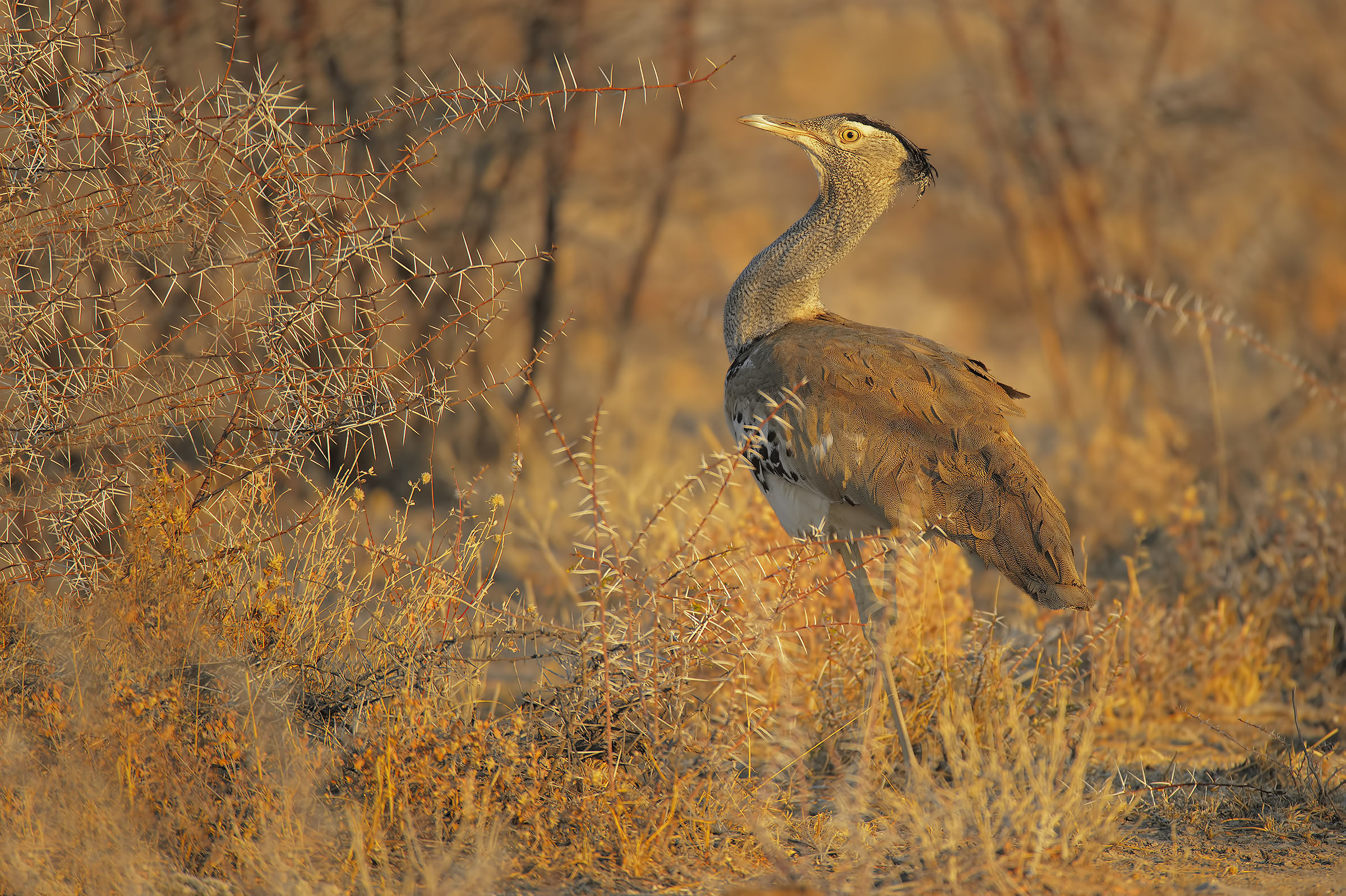 The sunset bustard