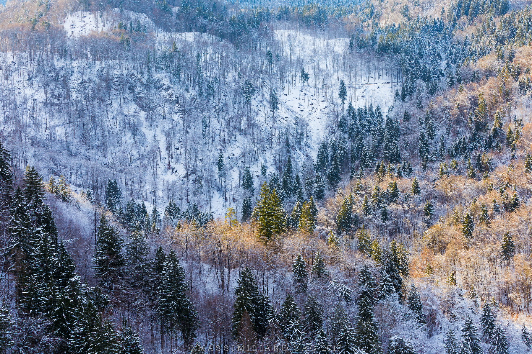 La foresta congelata