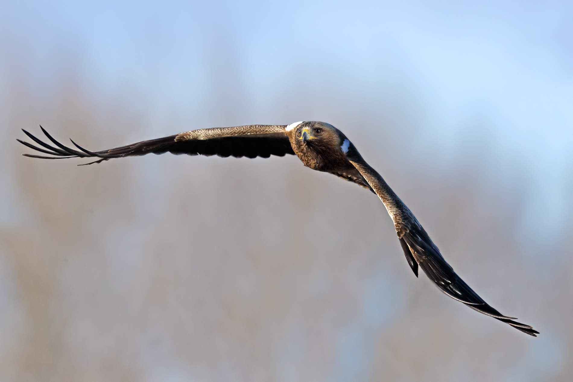 Aquila minore (morfismo scuro)
