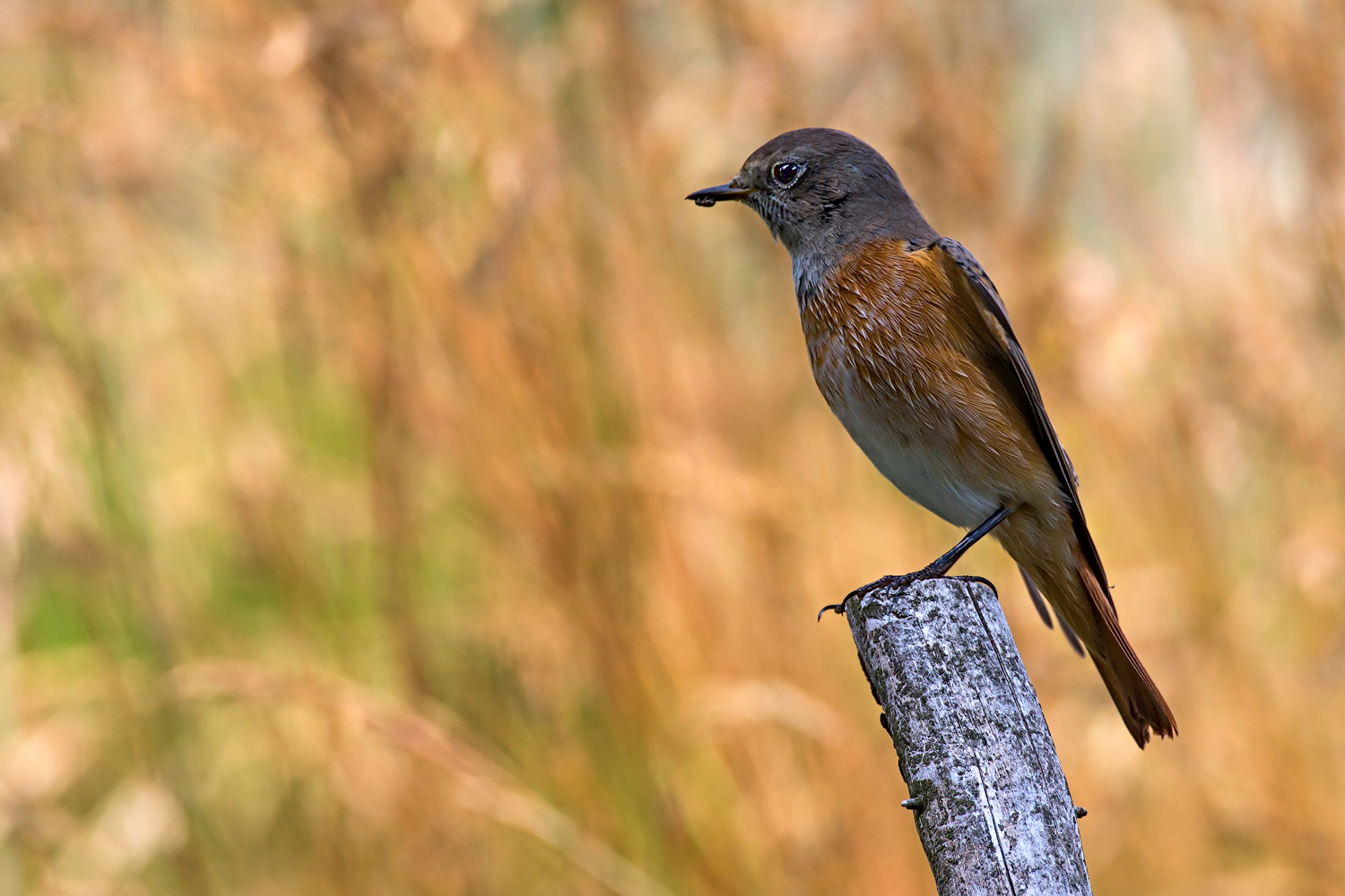 Codirosso comune giovane