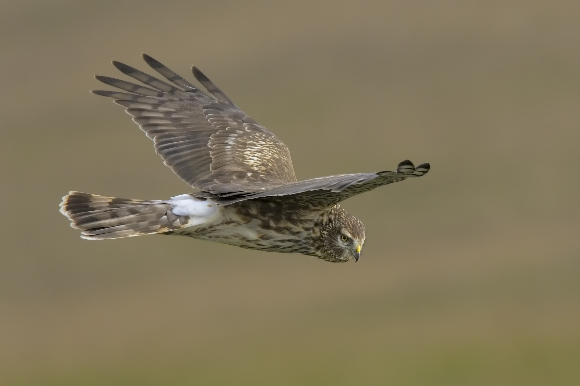 Hen Harrier female