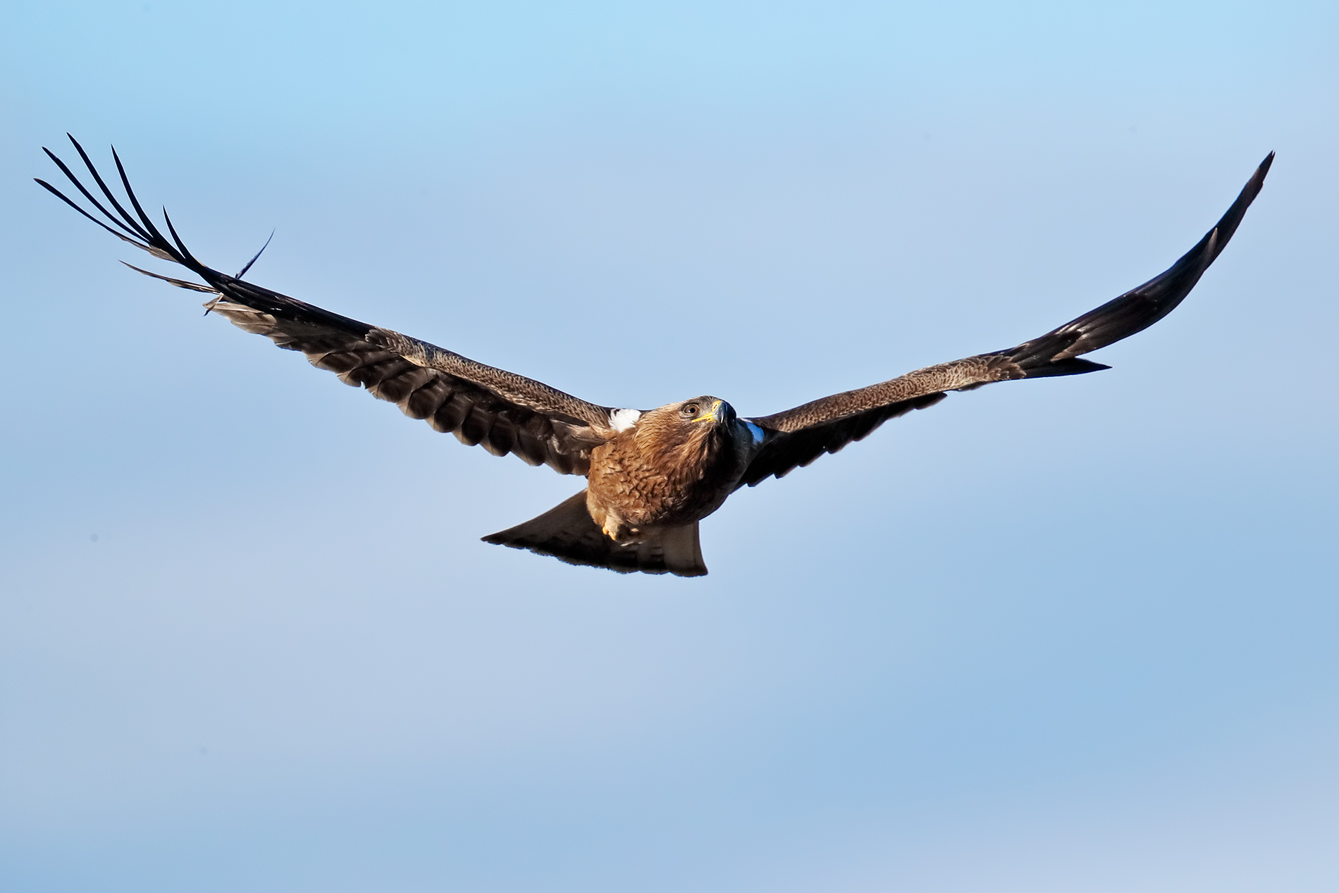 Booted Eagle in the dark phase