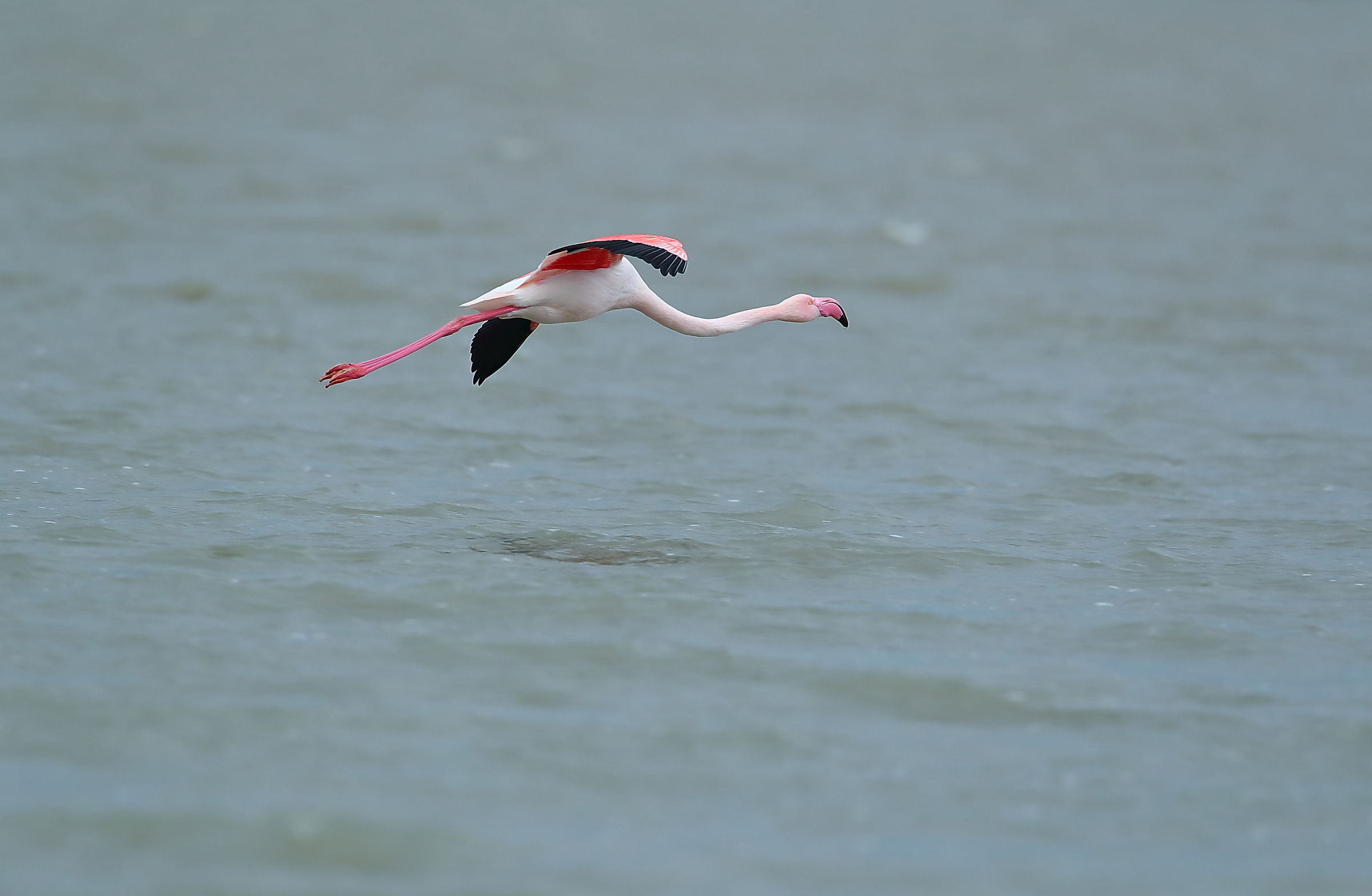 Flamingo in flight