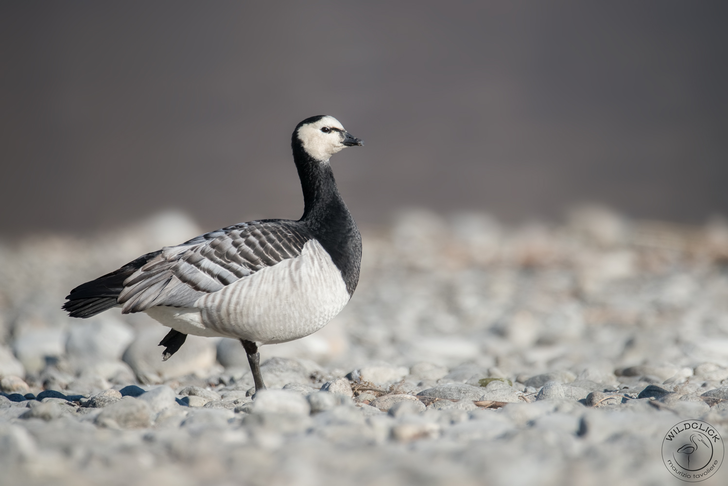 barnacle goose