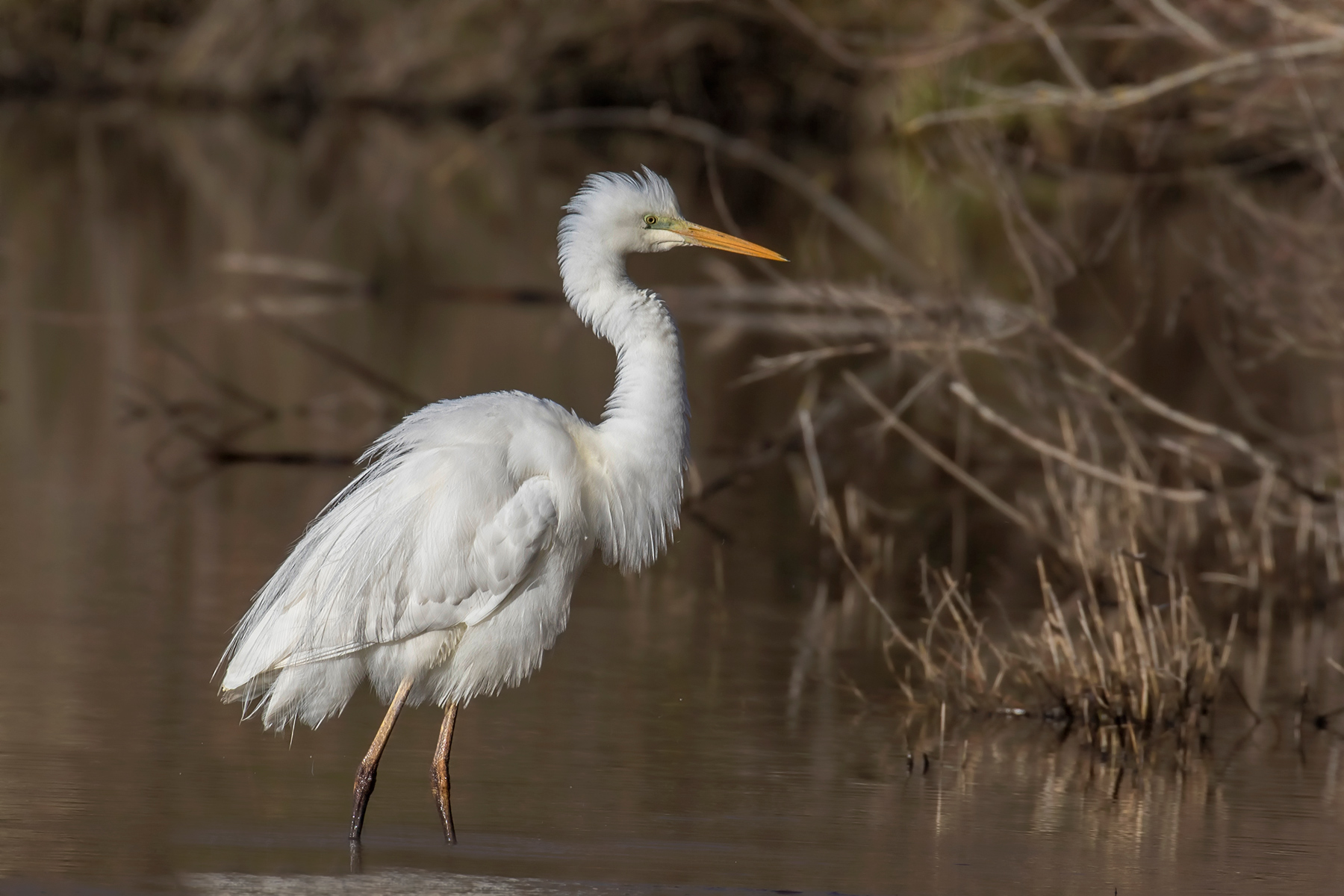 Airone bianco maggiore