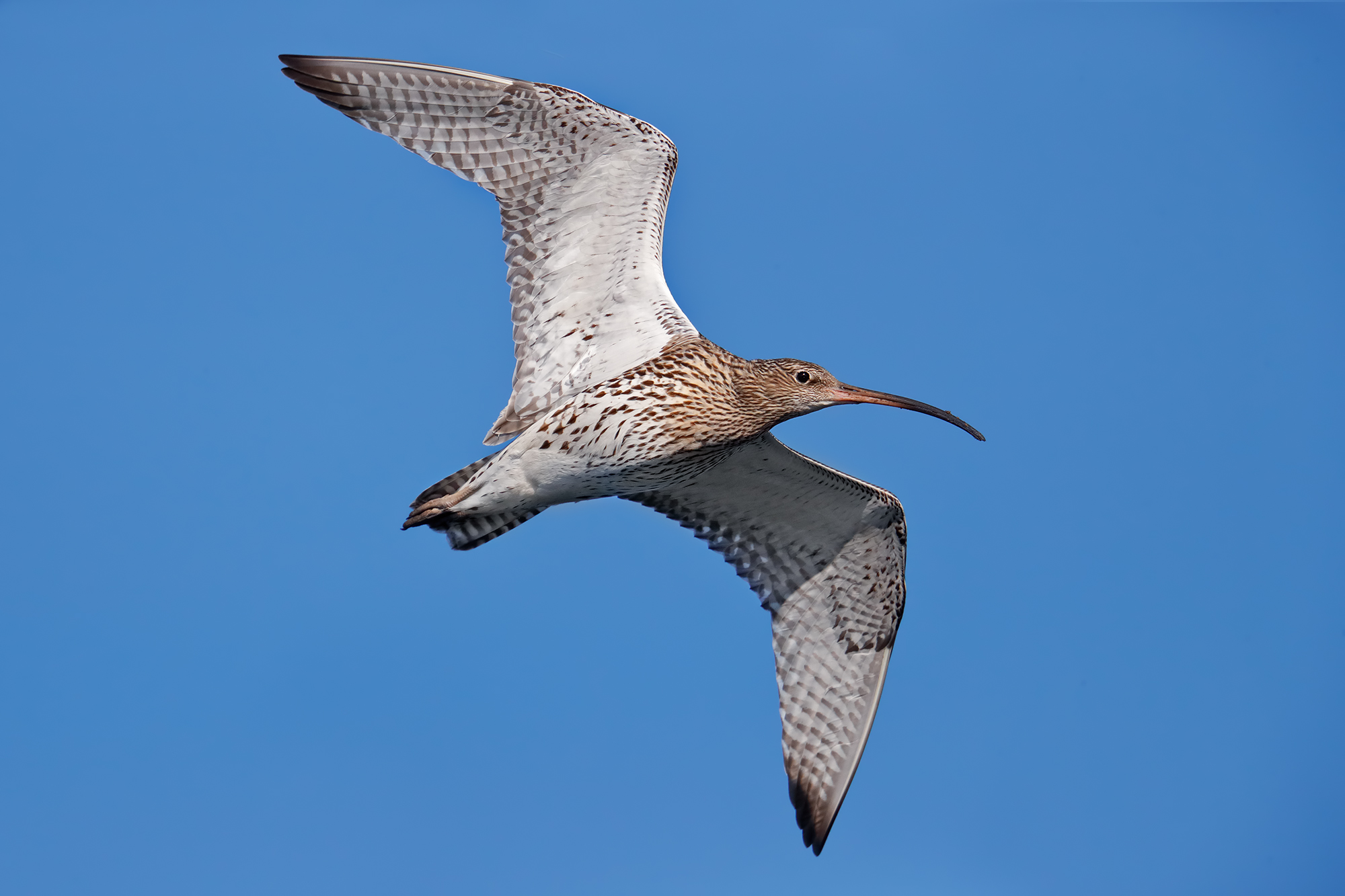 Curlew