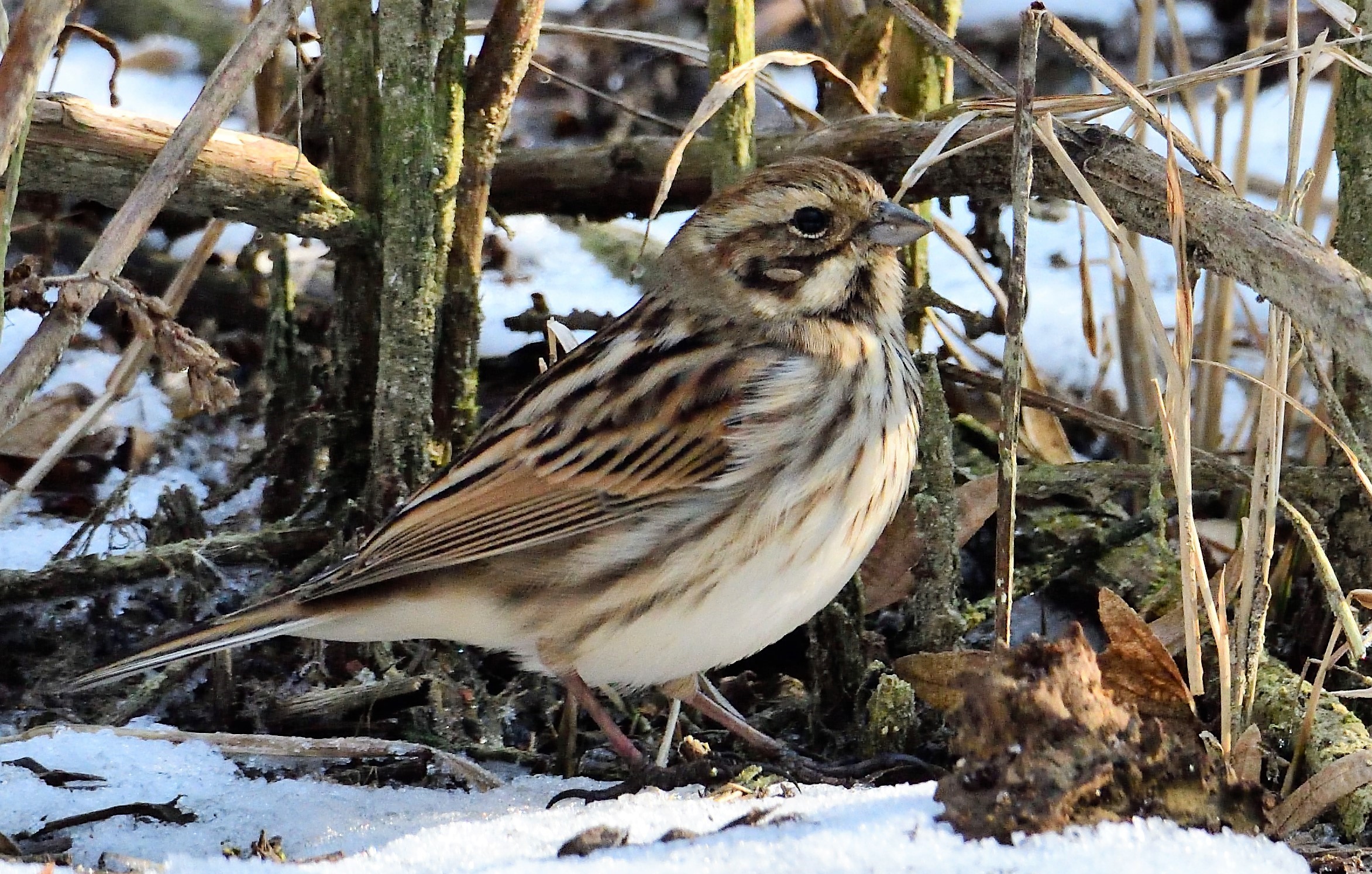 Reed Bunting