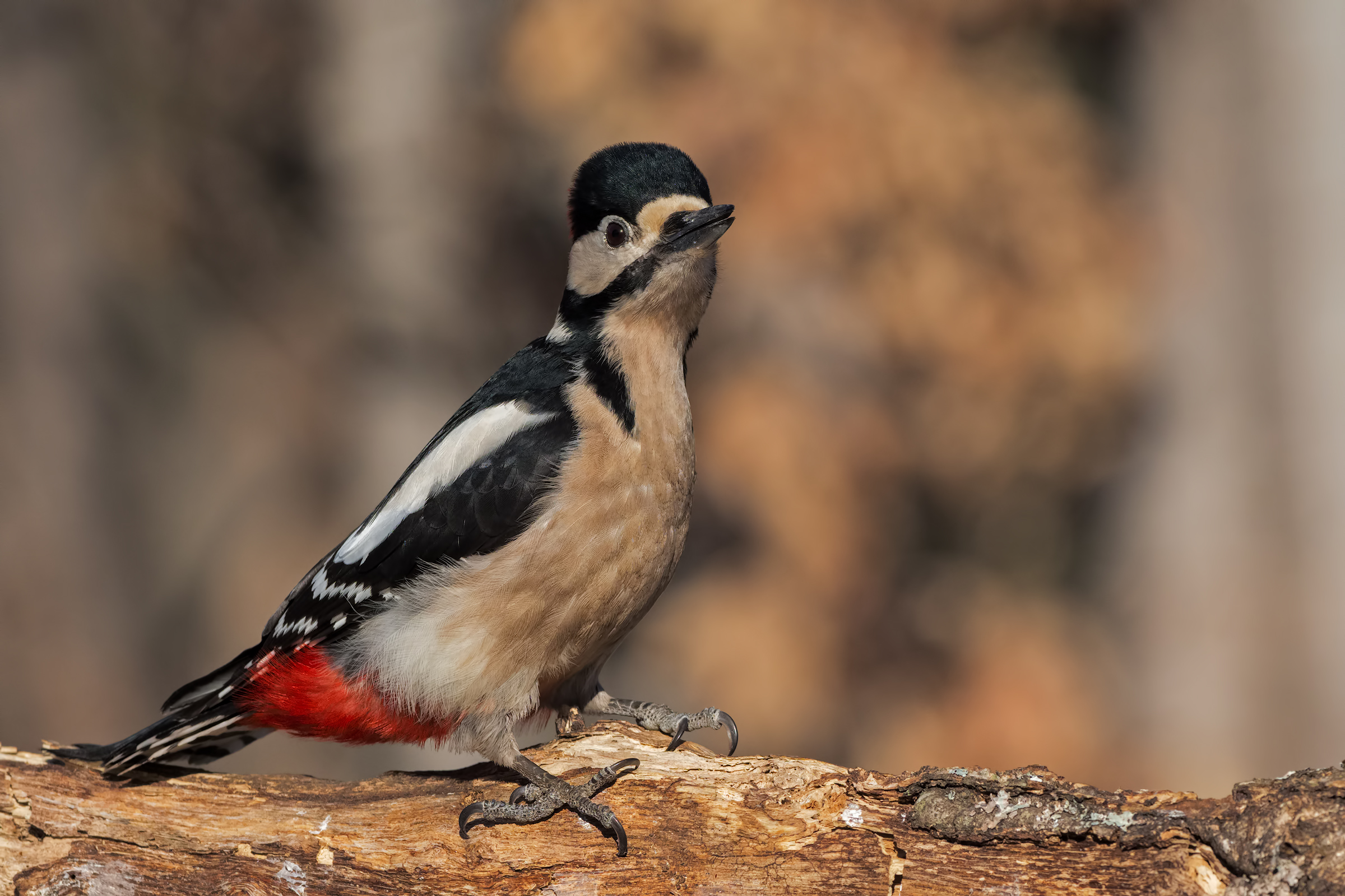 The woodpecker crest