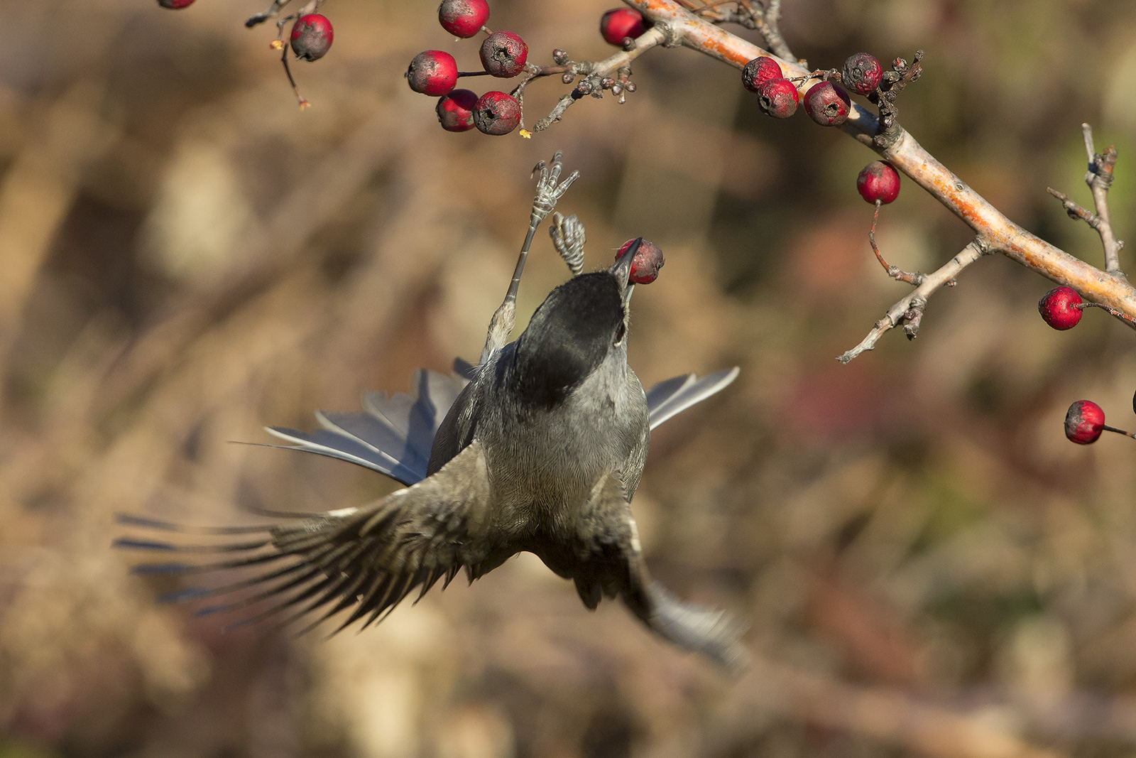 aerobatics (blackcap)