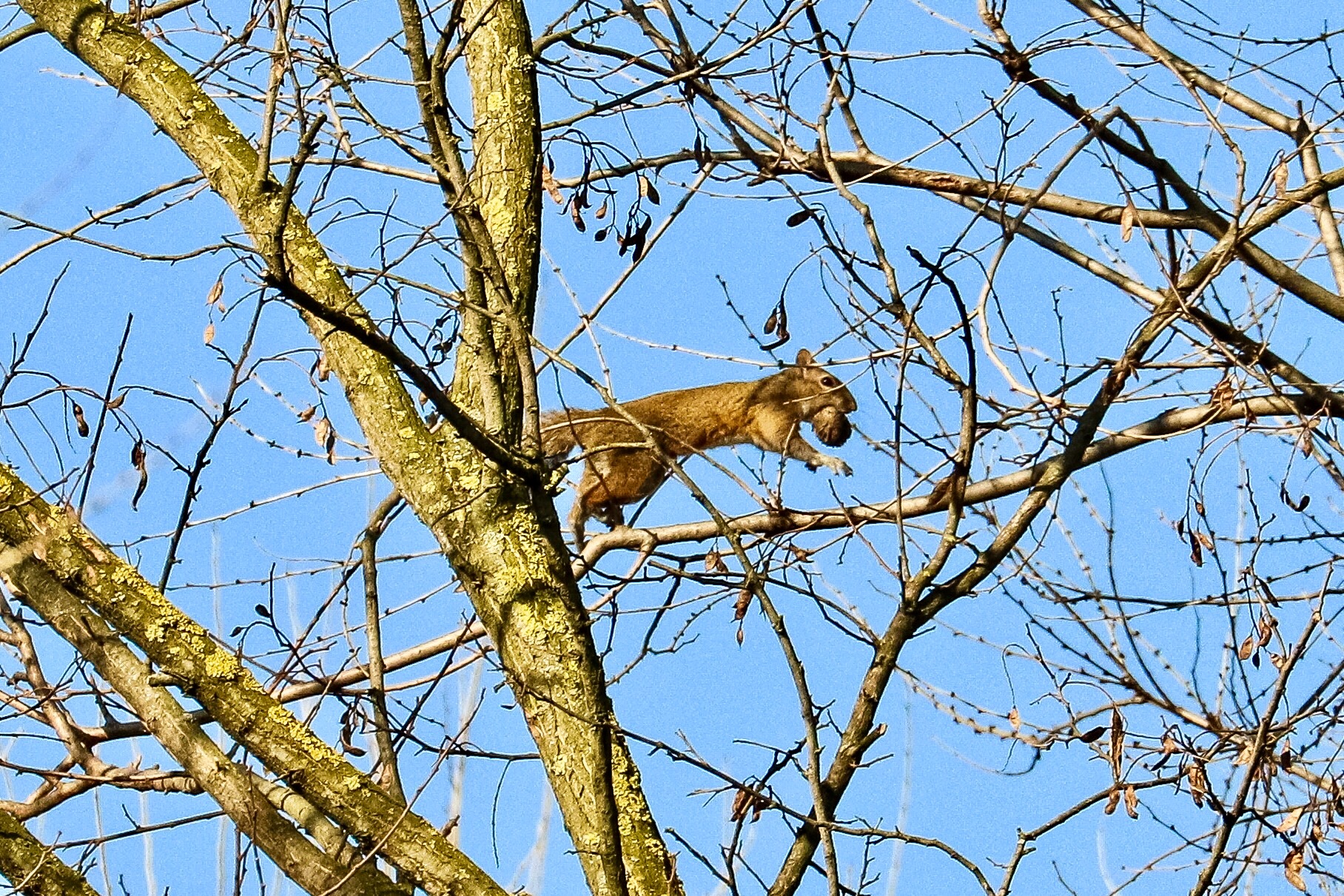 Squirrel Run away ... run away ...