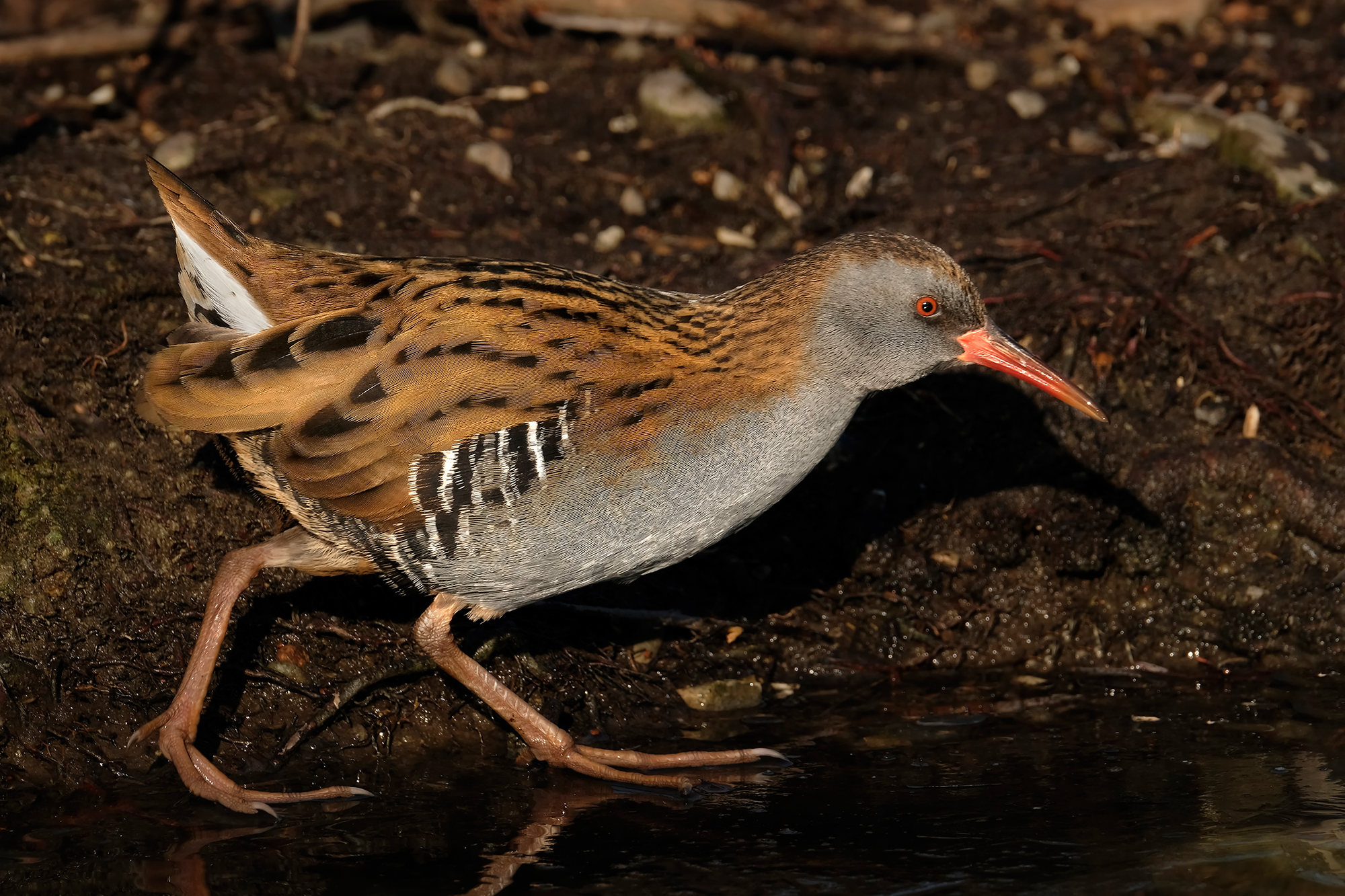 Water Rail