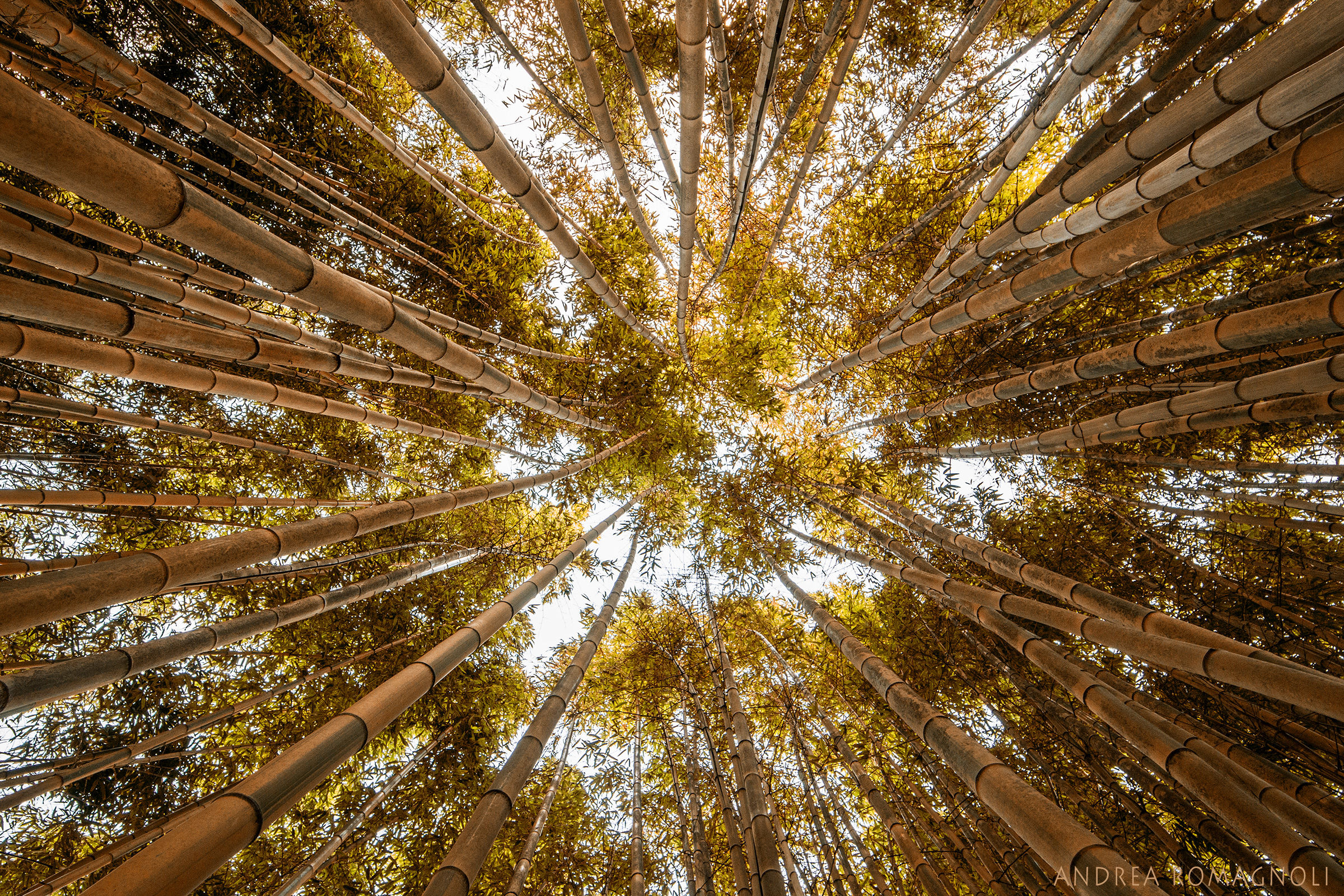 Bamboo Ortobotanicoroma