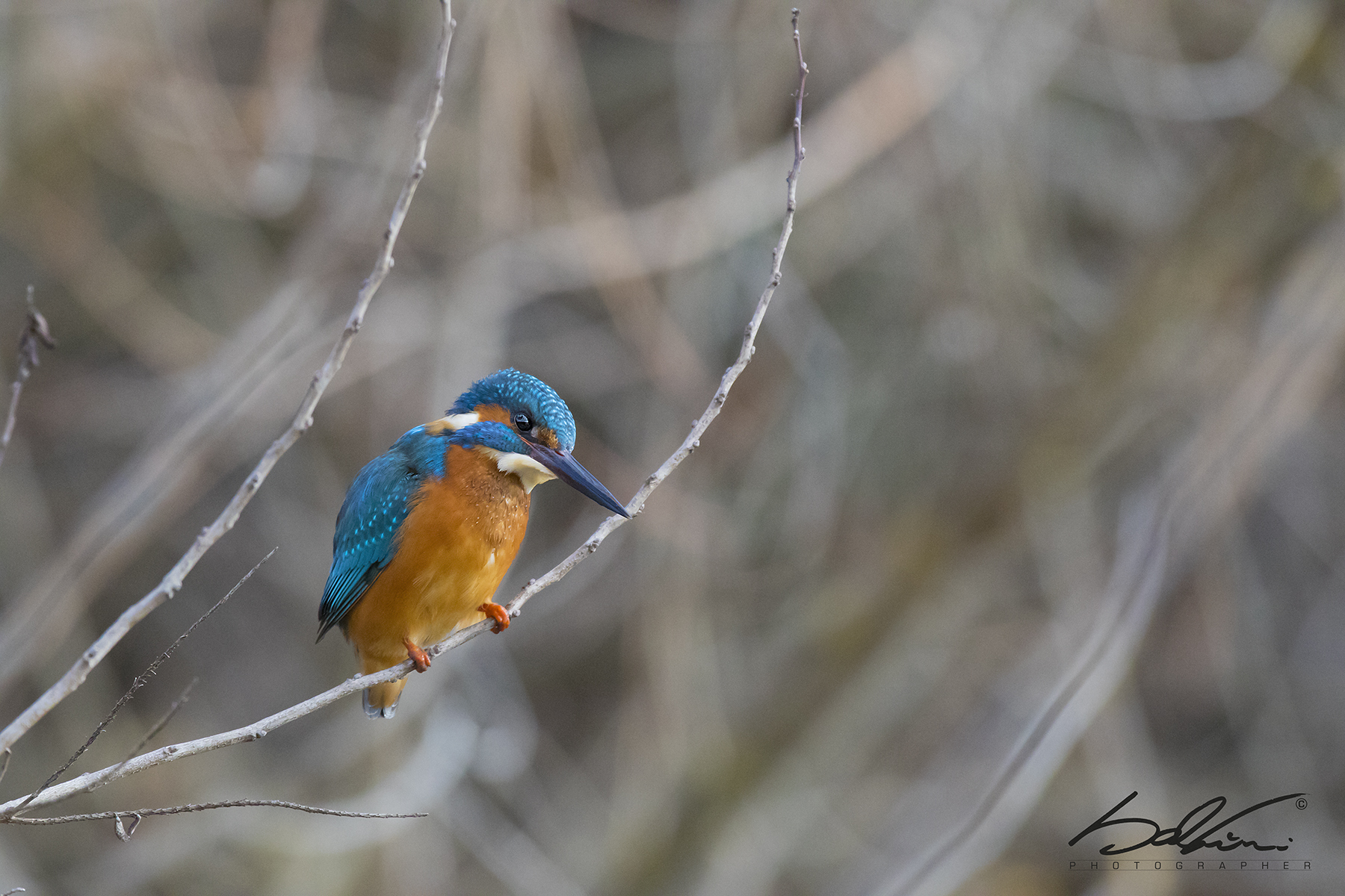 In posa "Martin Pescatore"