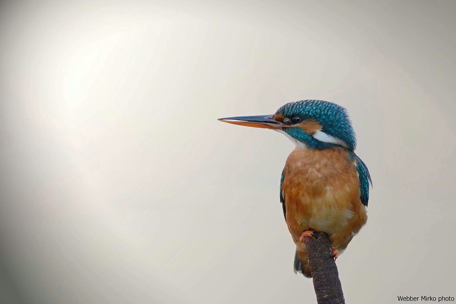 the kingfisher