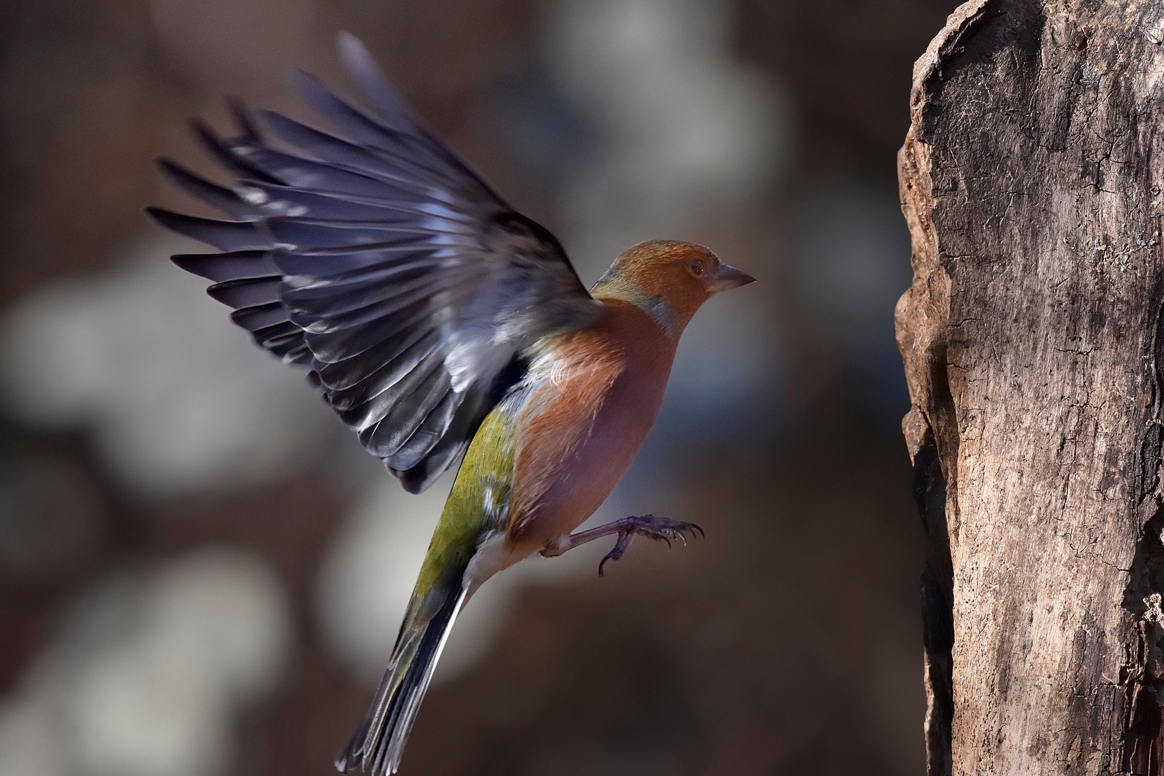 Chaffinch coming ....