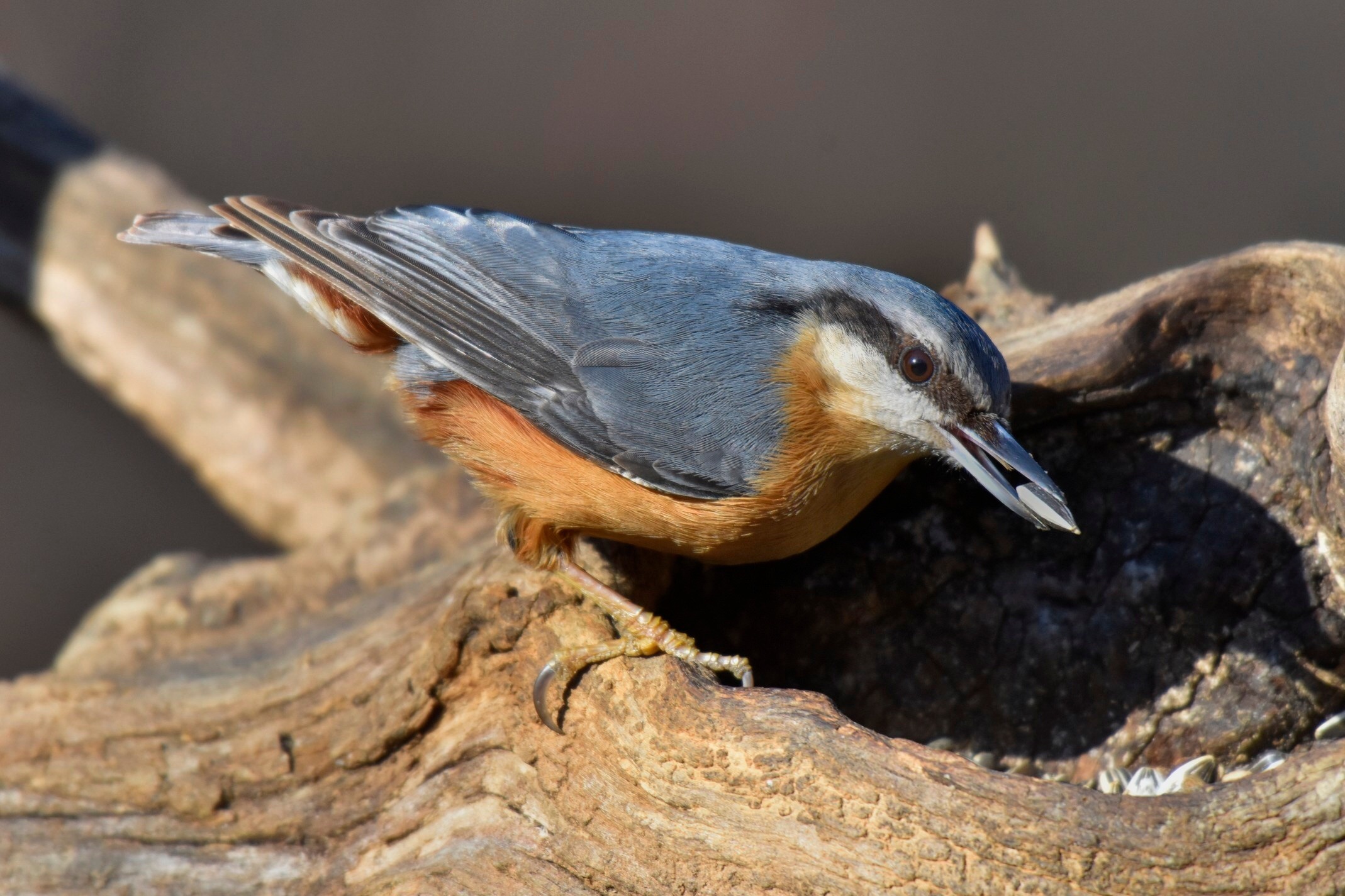 European Nuthatch ...
