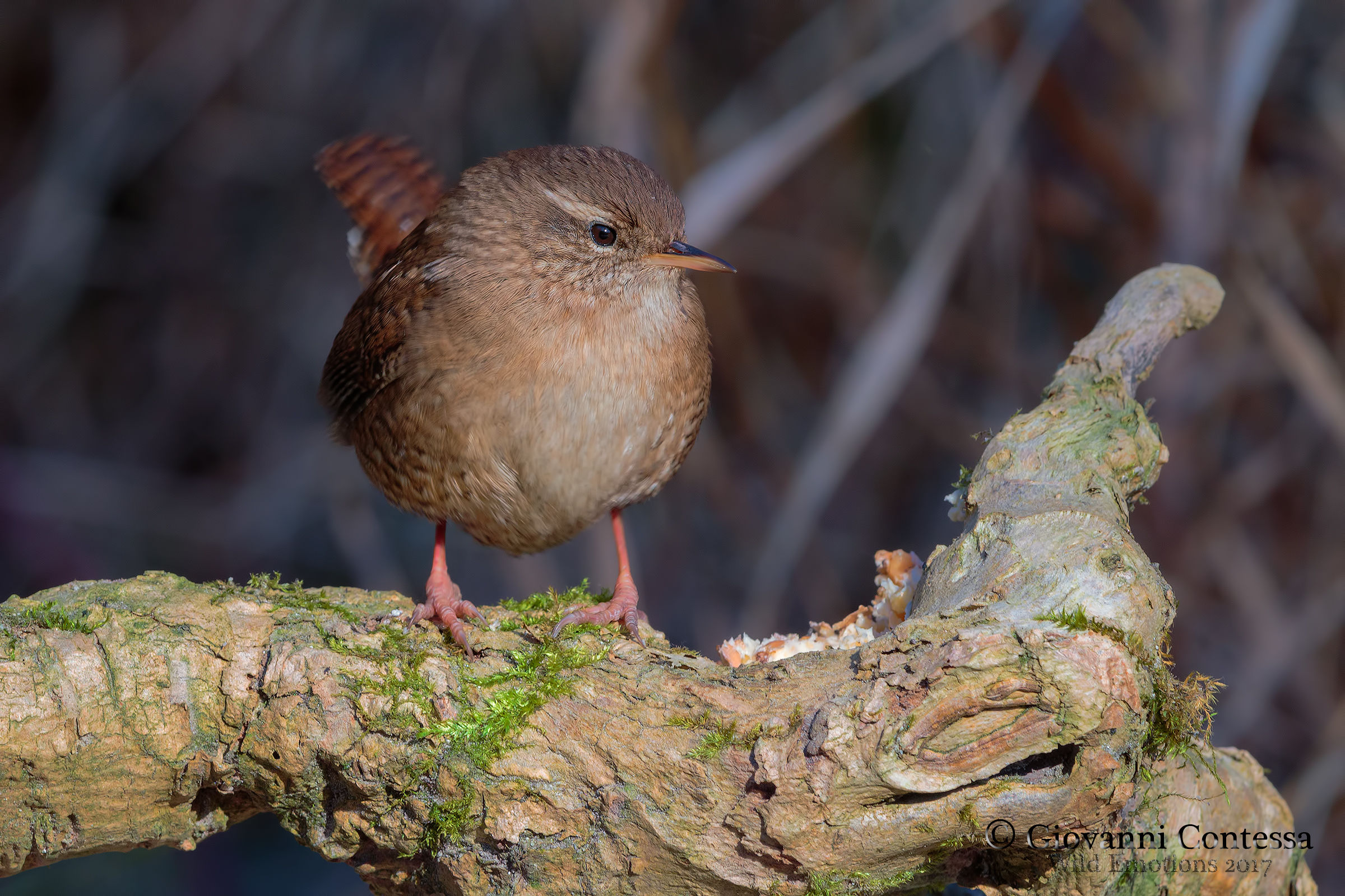 wren