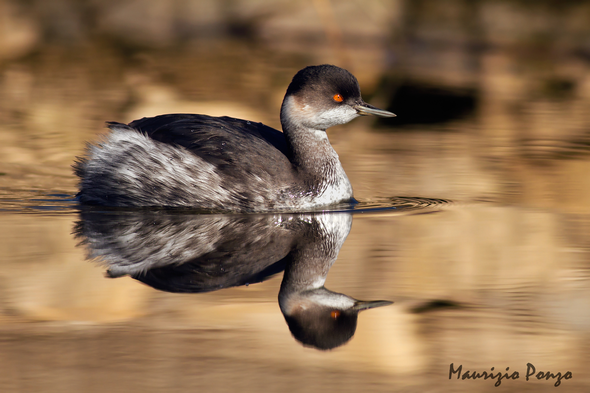 Little Grebe