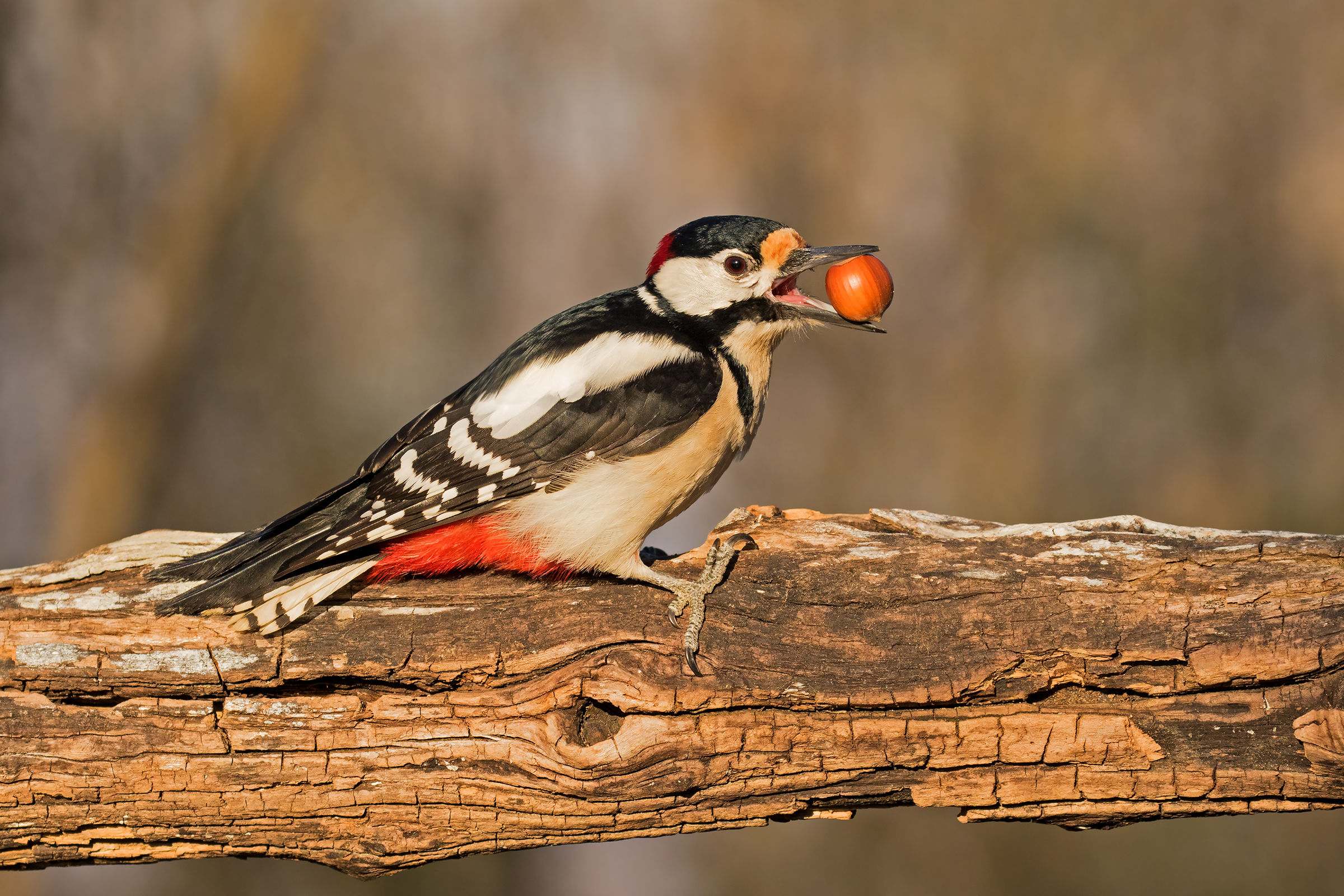 Great Spotted Woodpecker
