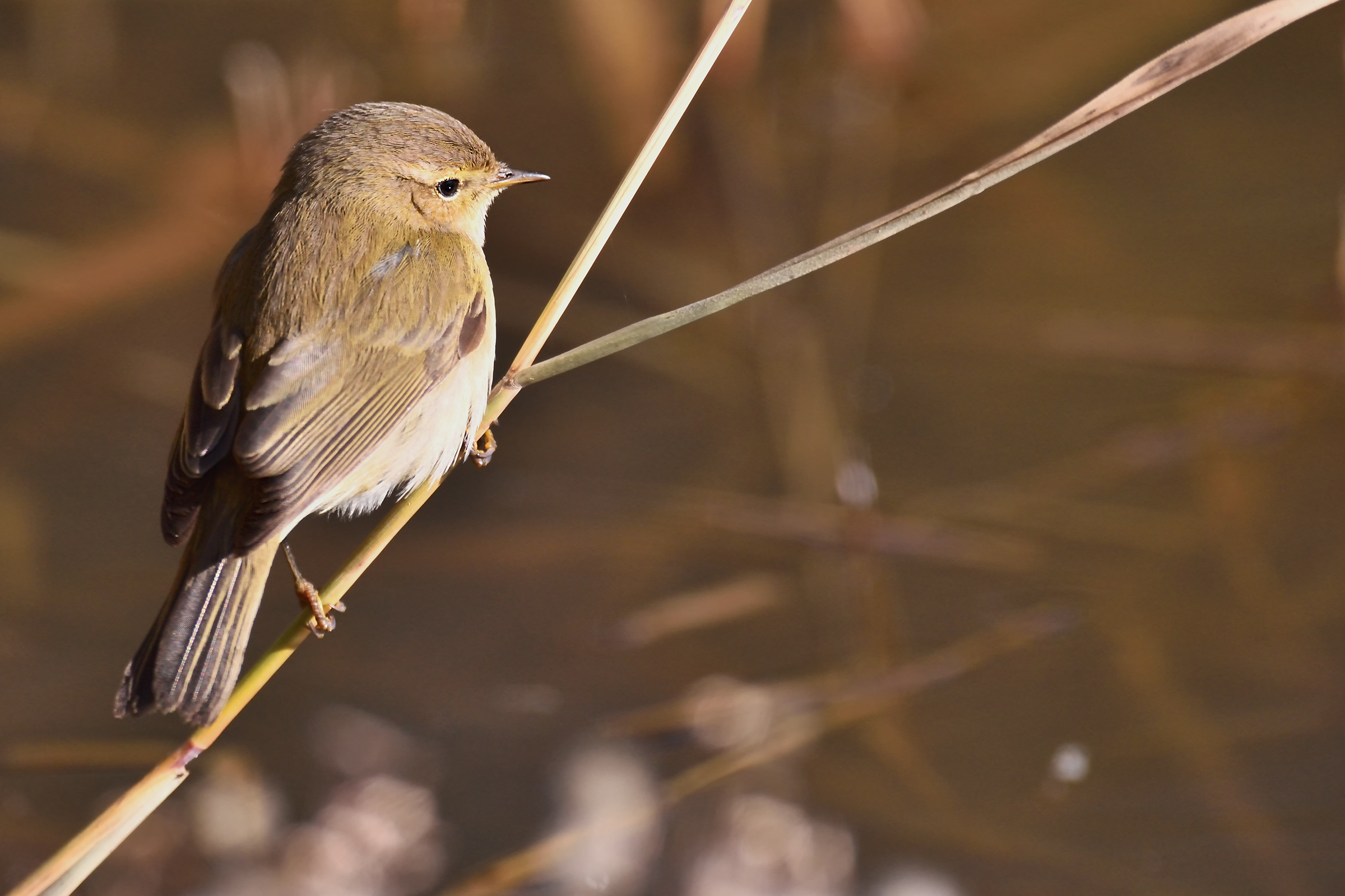 Chiffchaff