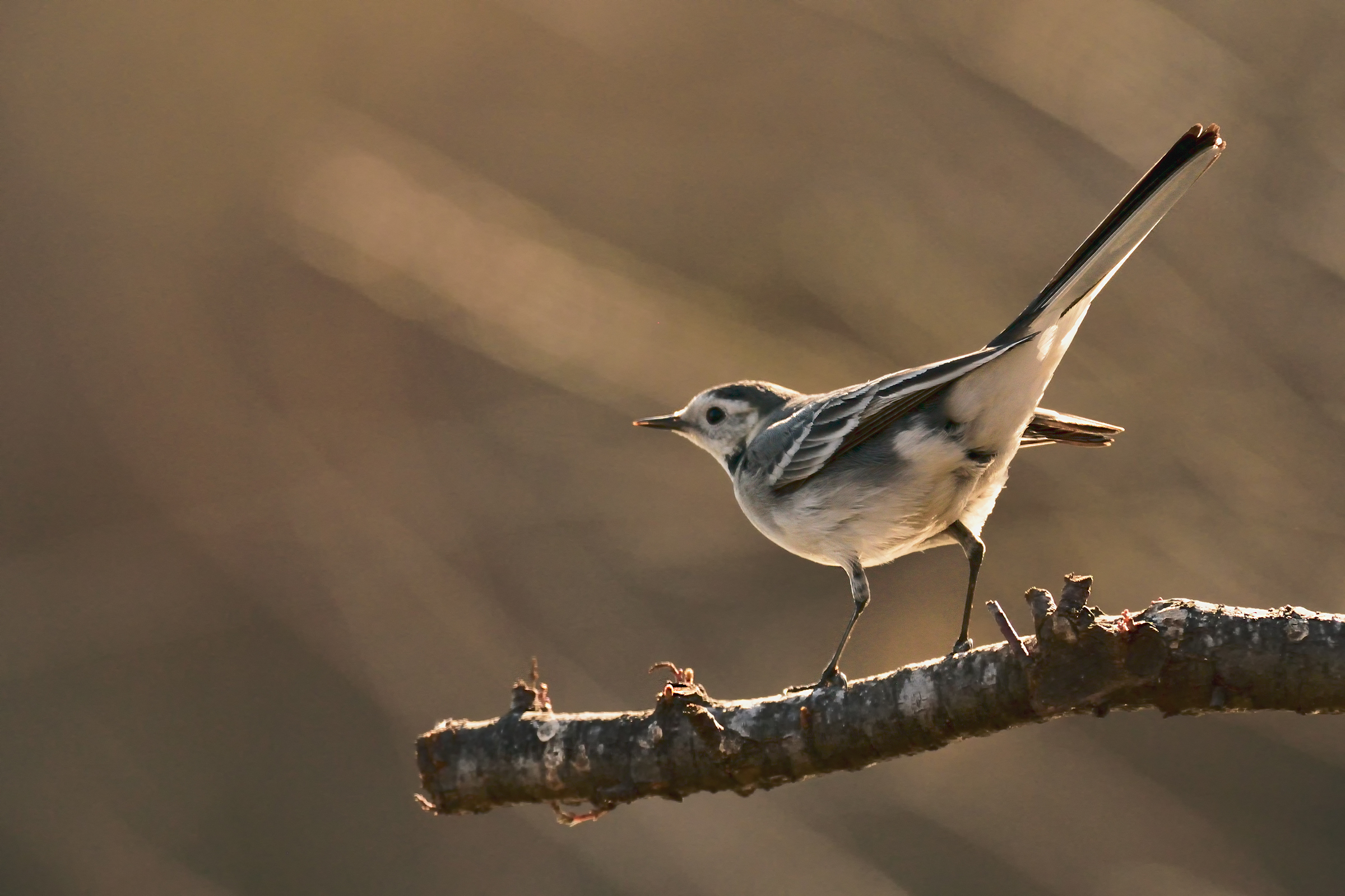 The White Wagtail