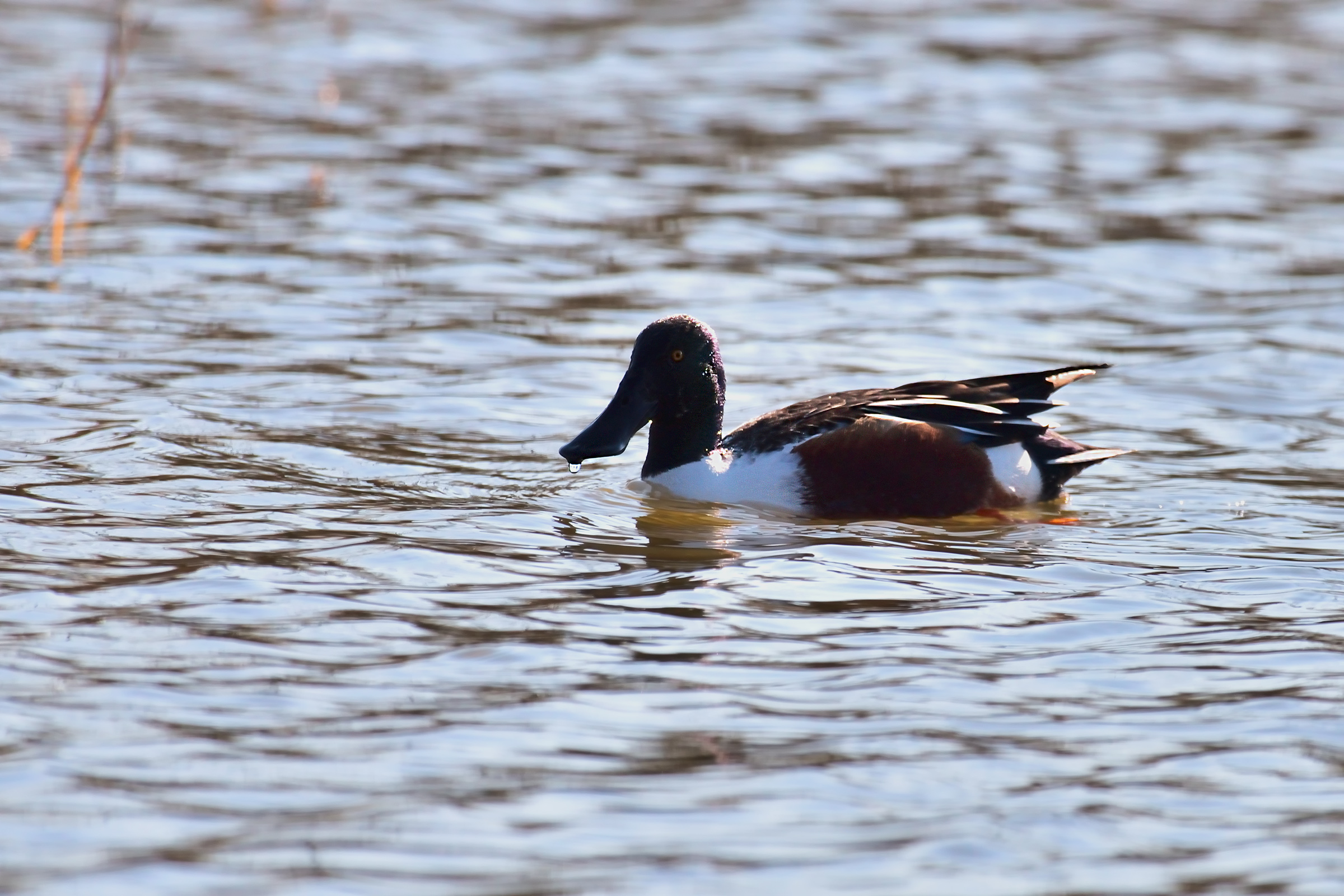 the Shoveler