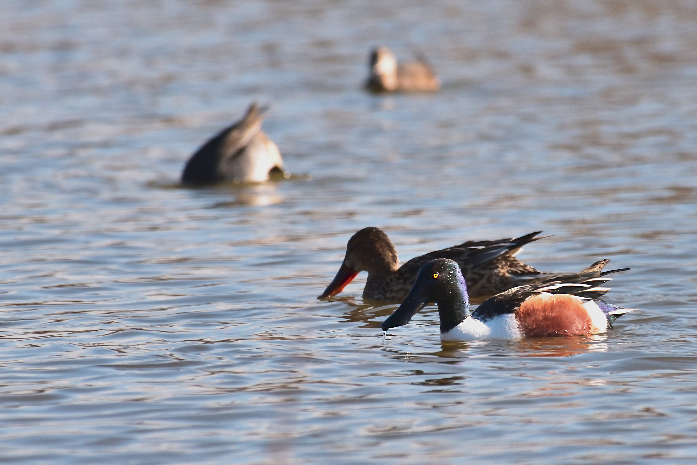 Shoveler in pairs
