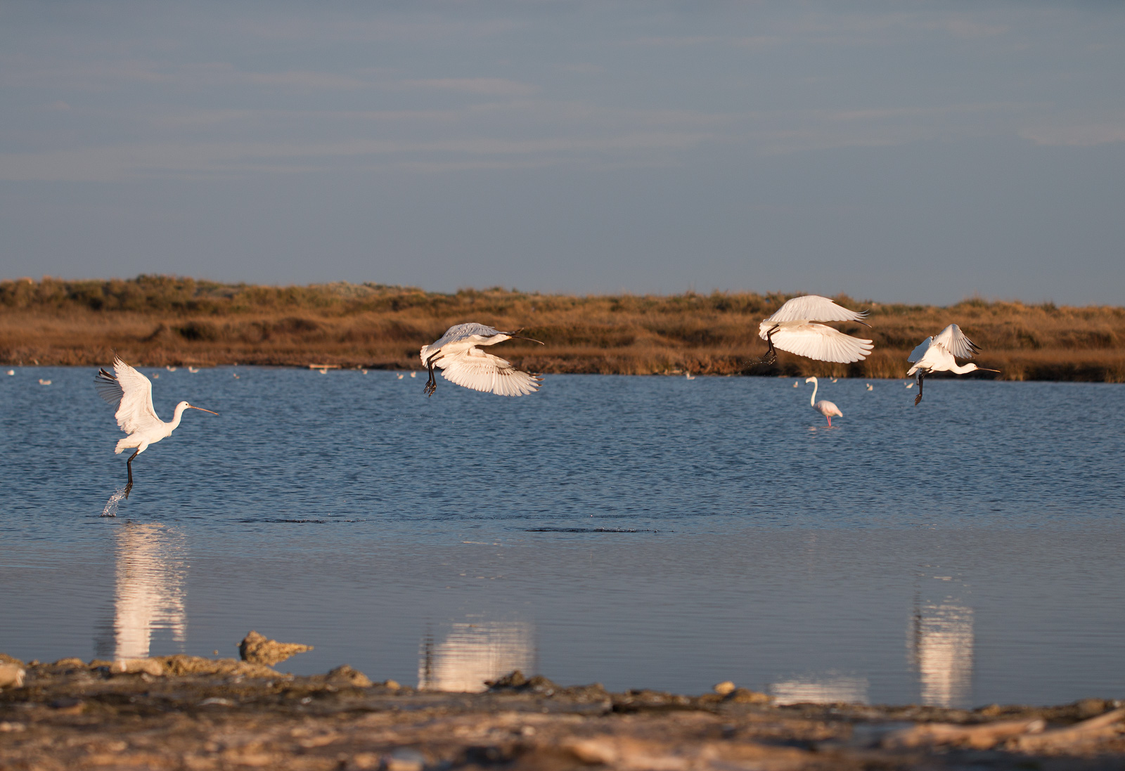 Spoonbills in flight