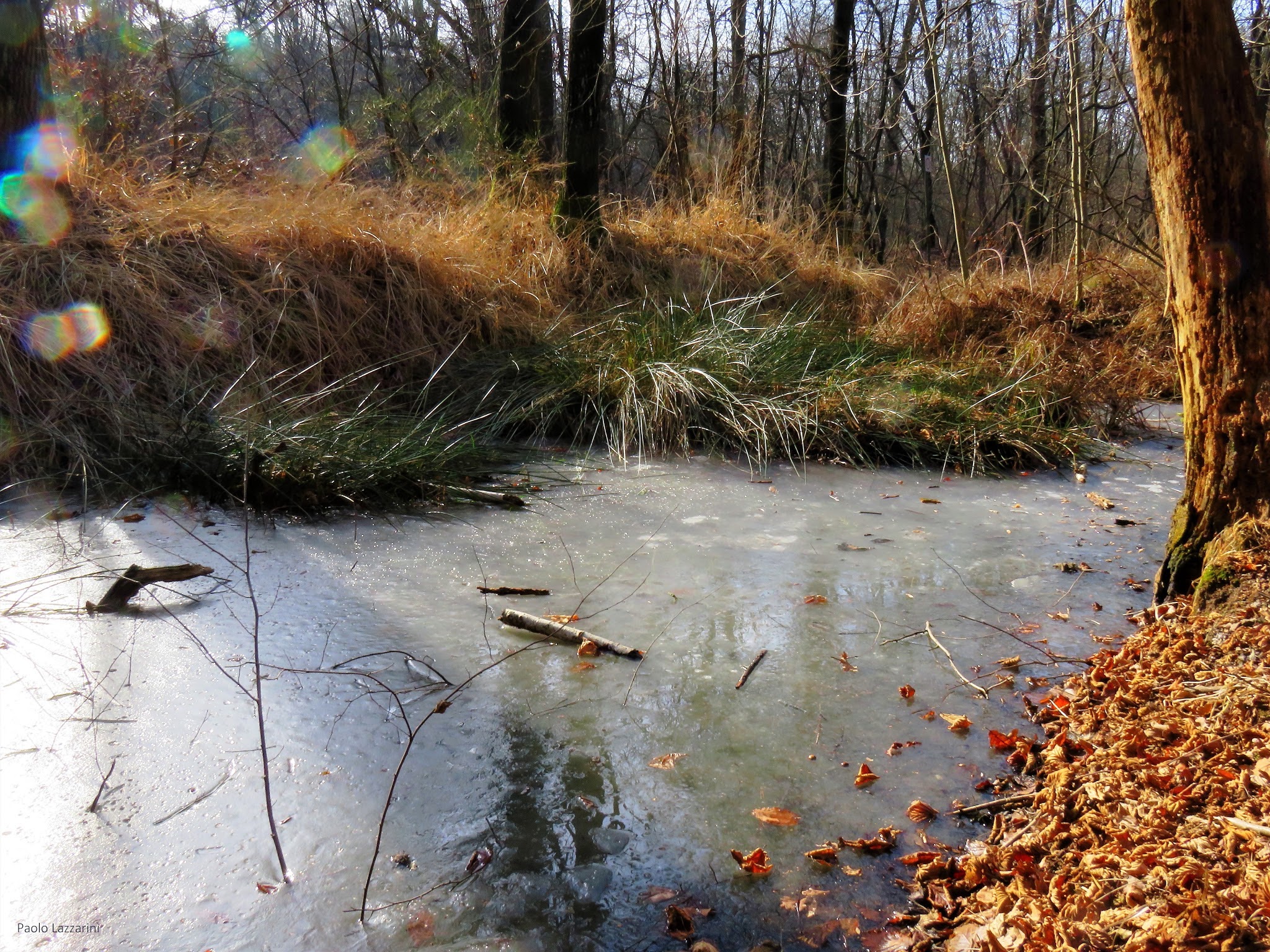 La coperta di ghiaccio dei ranocchi