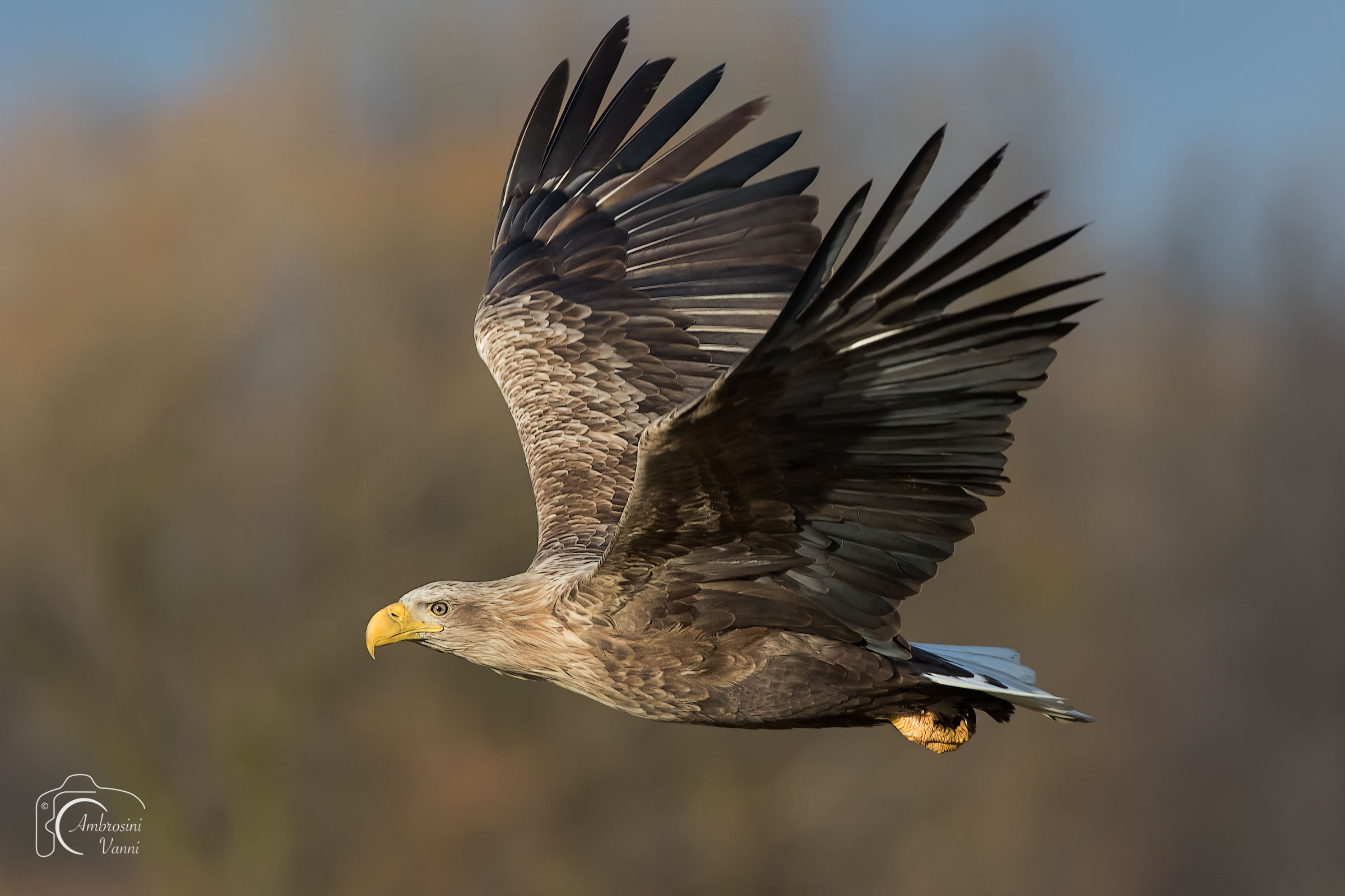 Eagle in flight