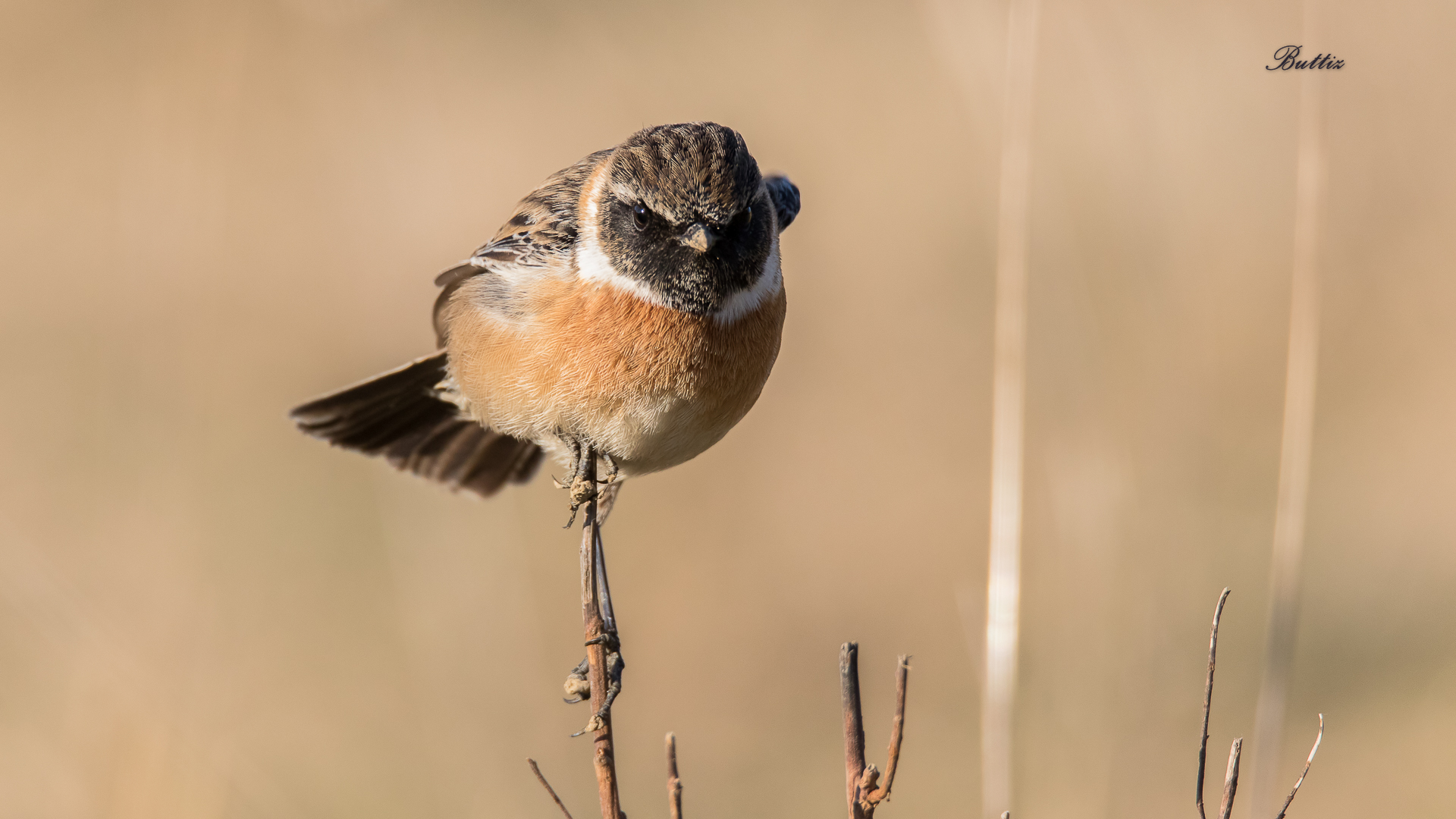 Stonechat (M) frowning