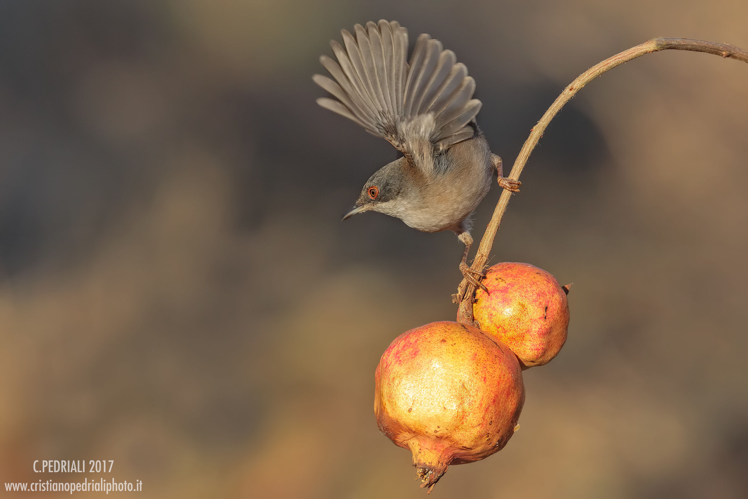 Warbler female on pomegranate ..