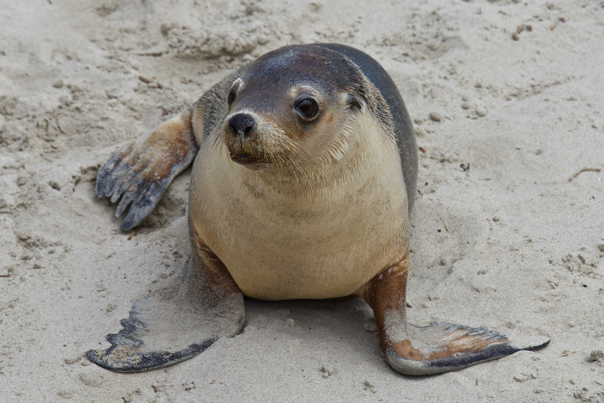 Cucciolo di Leone Marino