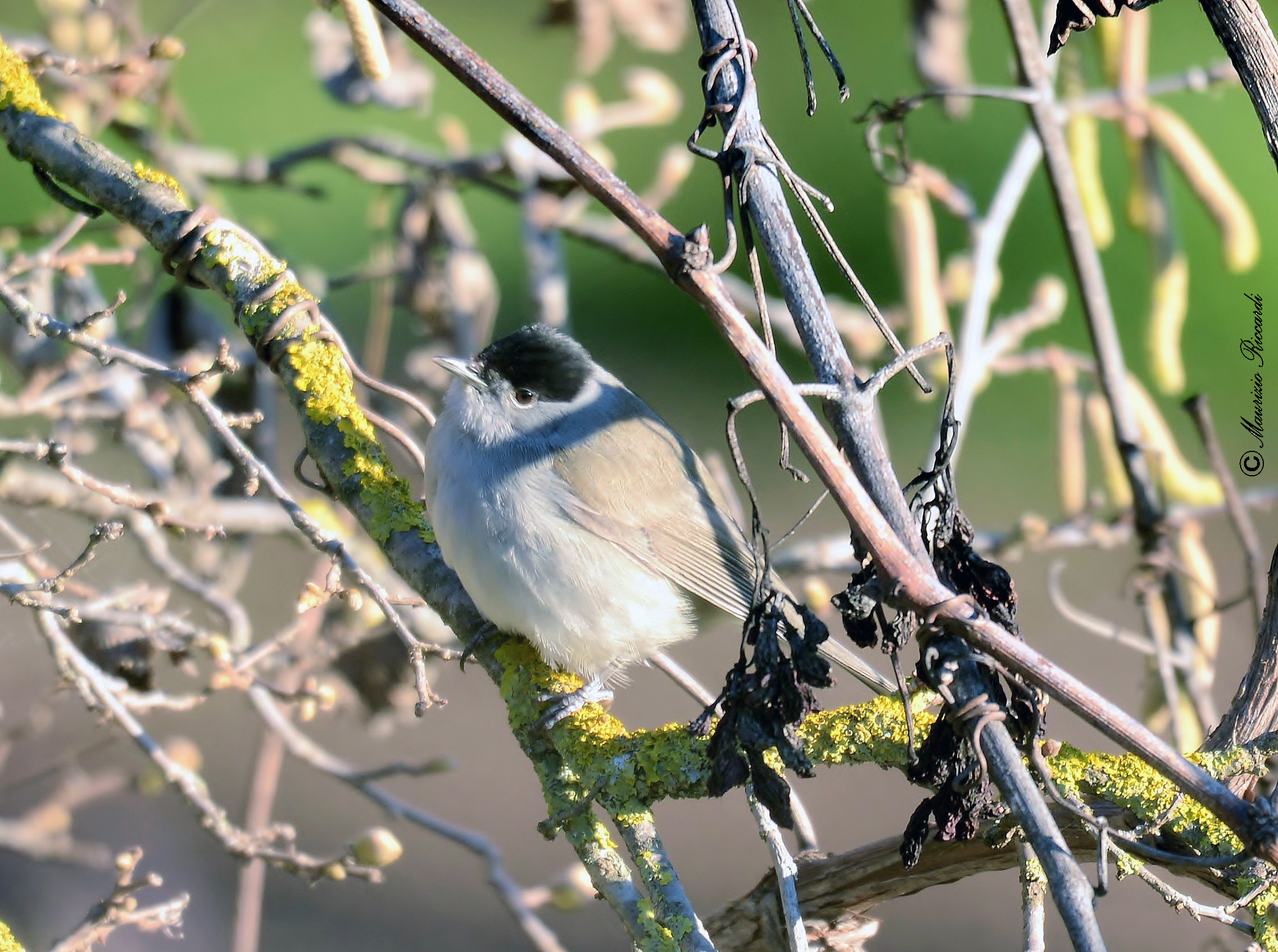 Blackcap (male)