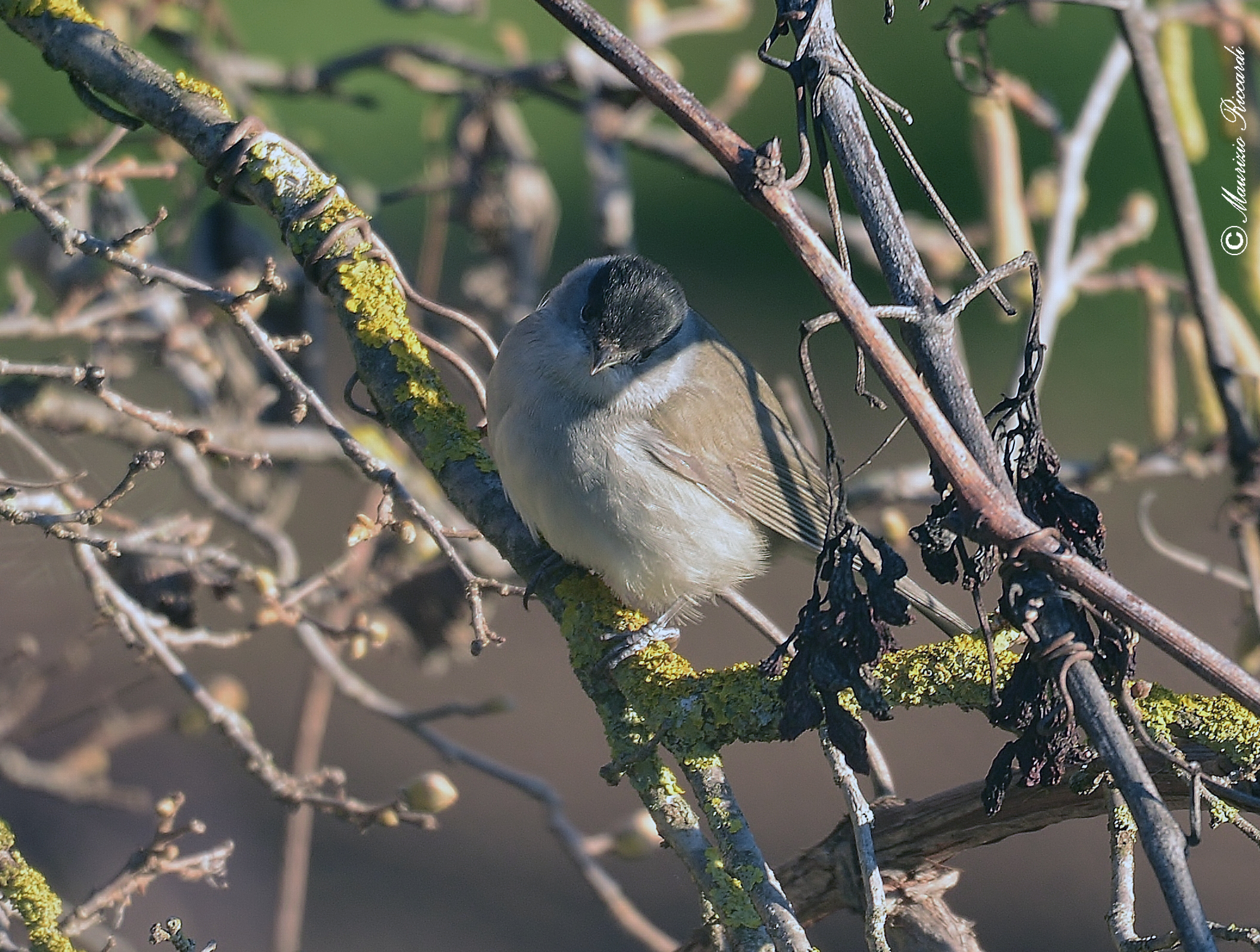 Blackcap (male)