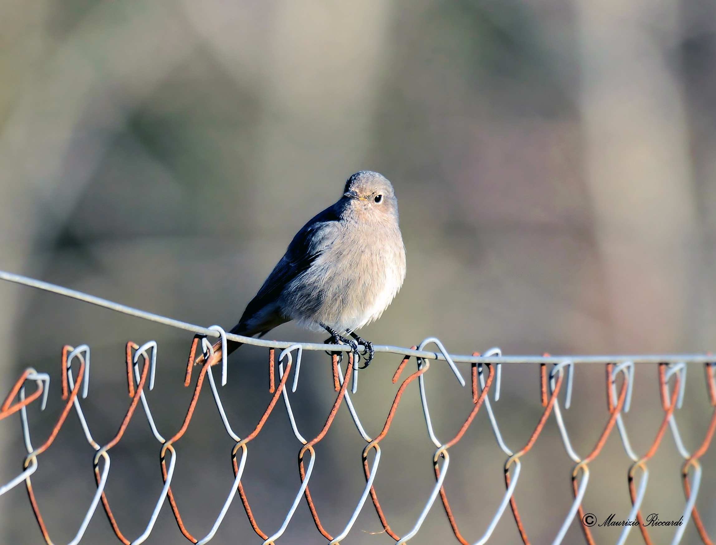 Redstart (female)