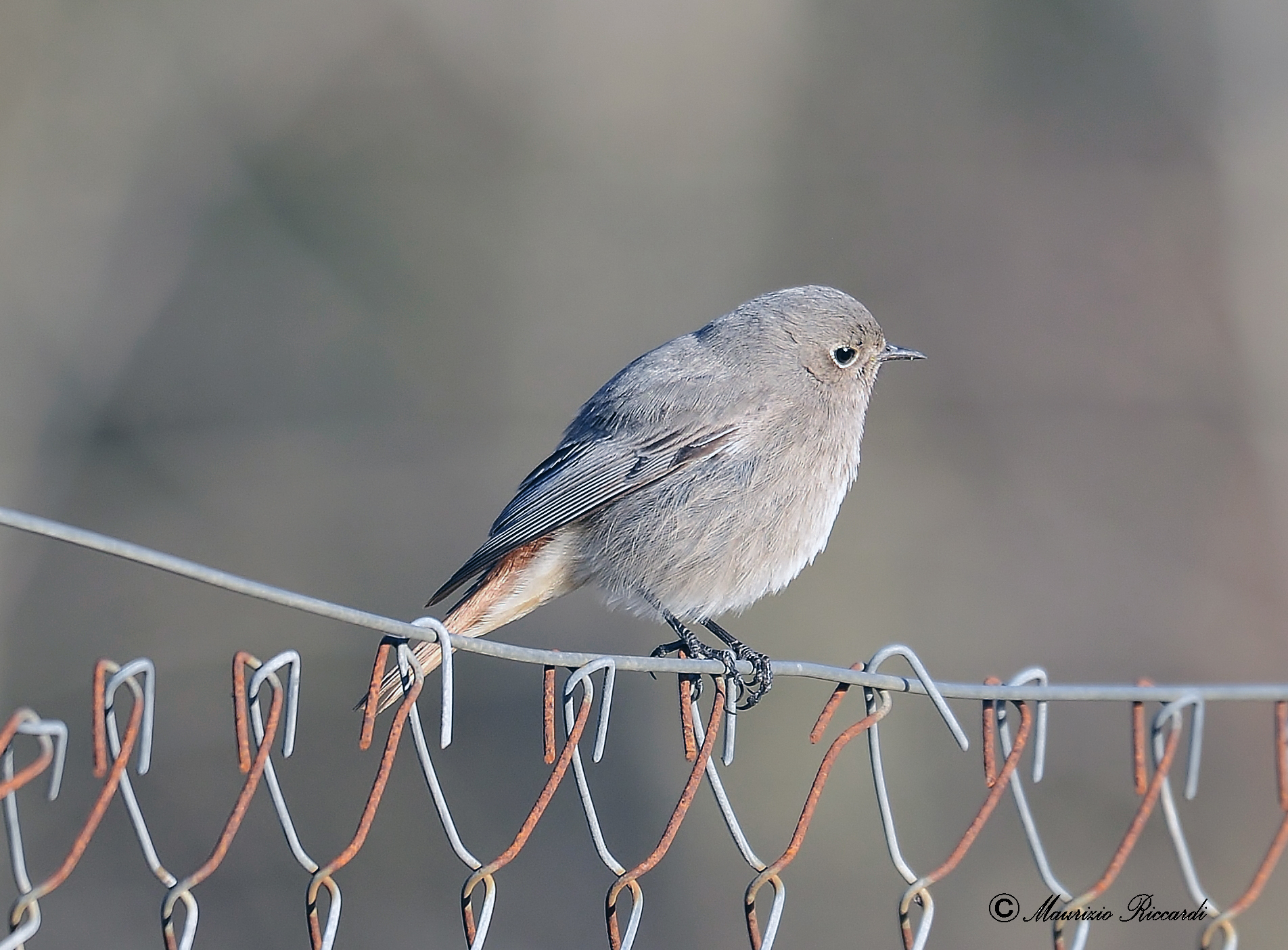 Redstart (female)