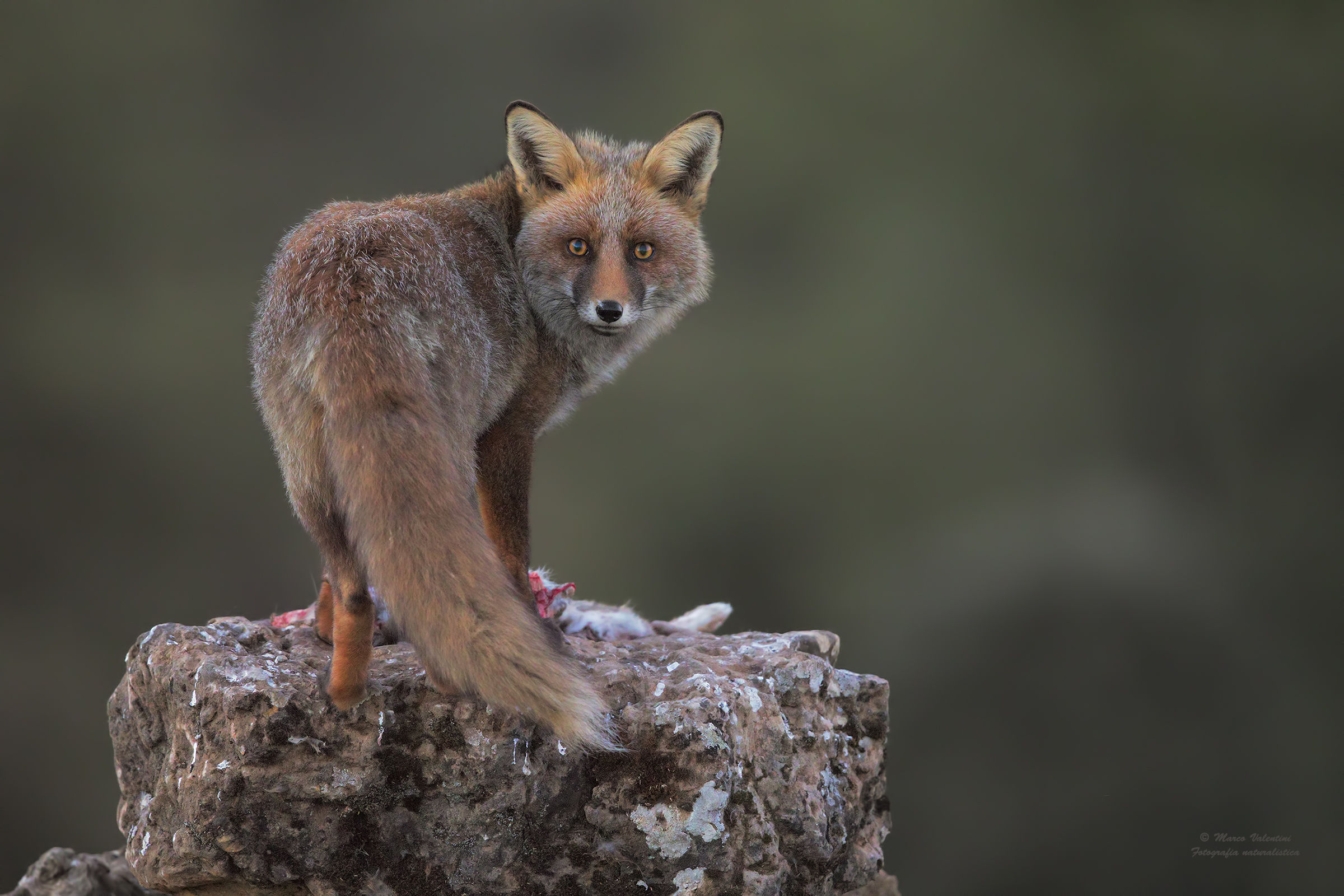 Ladra a sorpresa (8000 iso)
