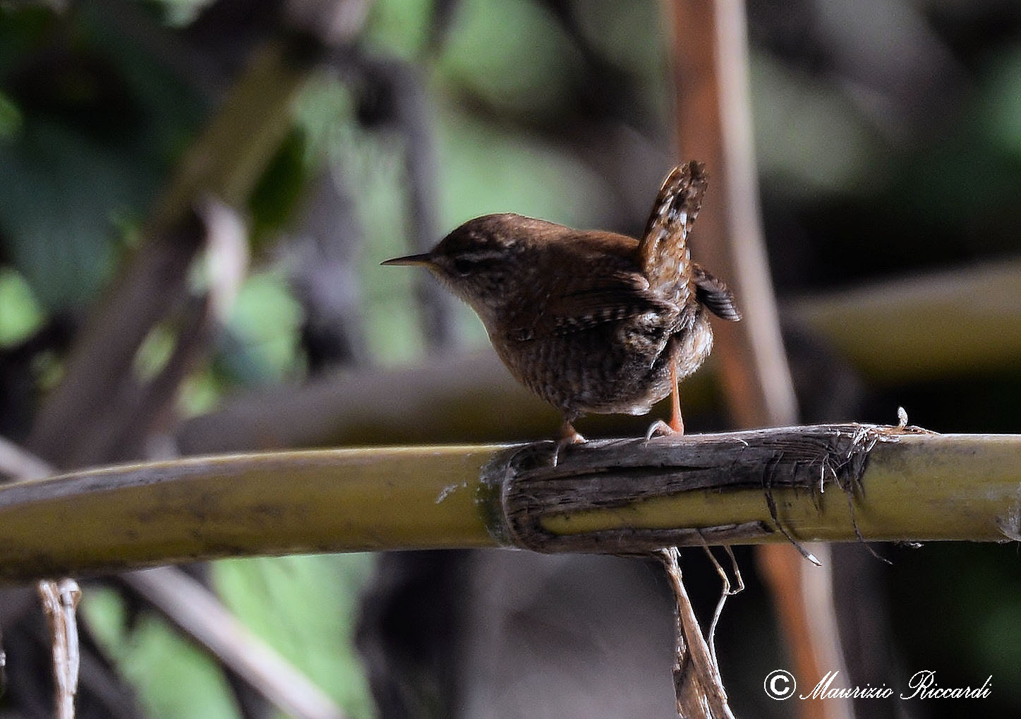 Wren