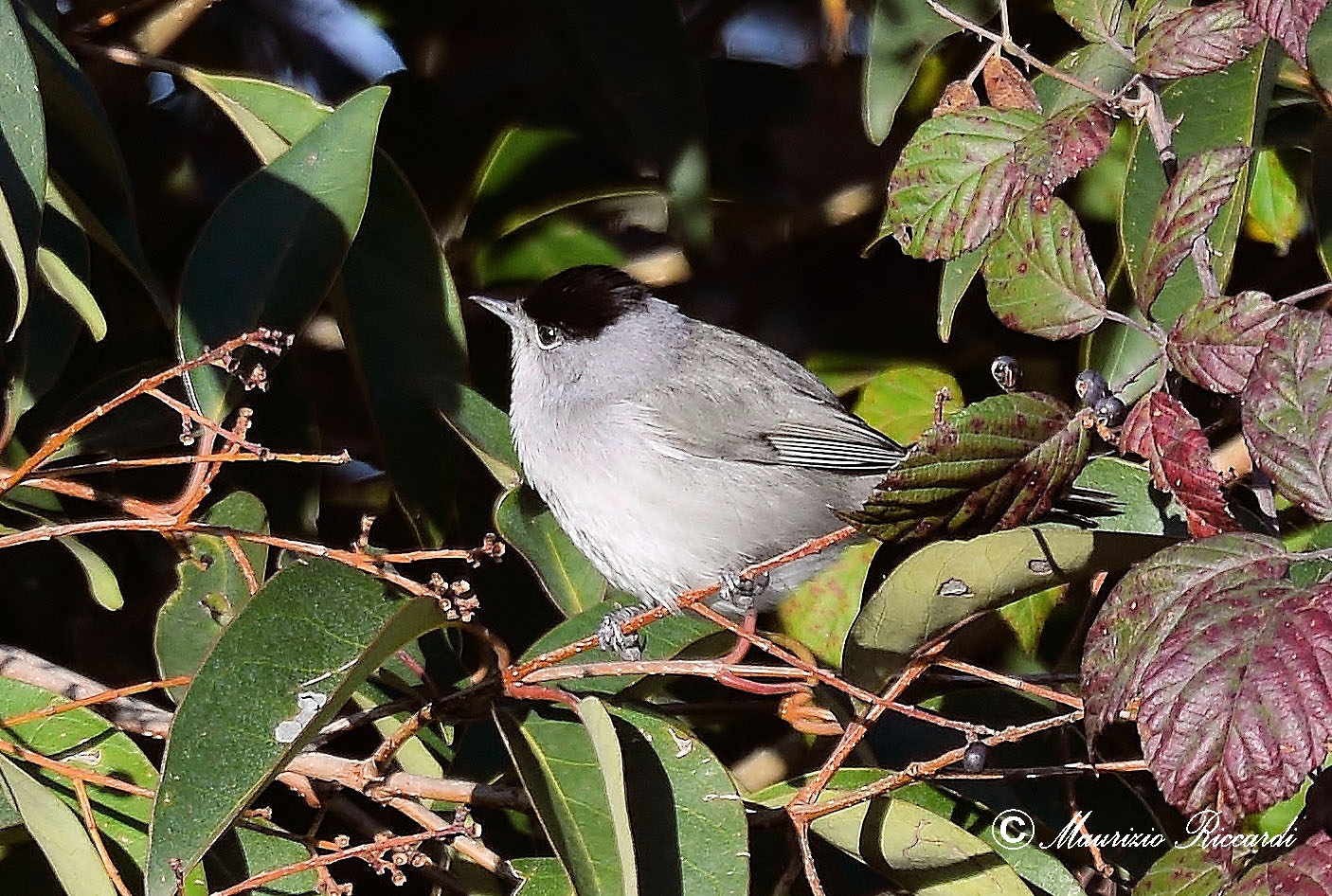 Blackcap (male)