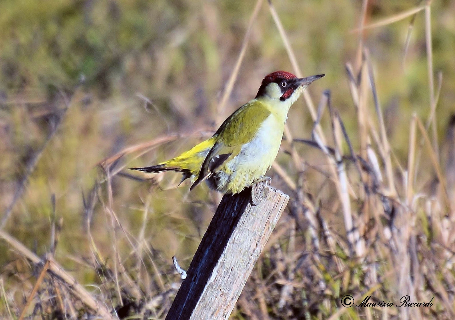 Green woodpecker