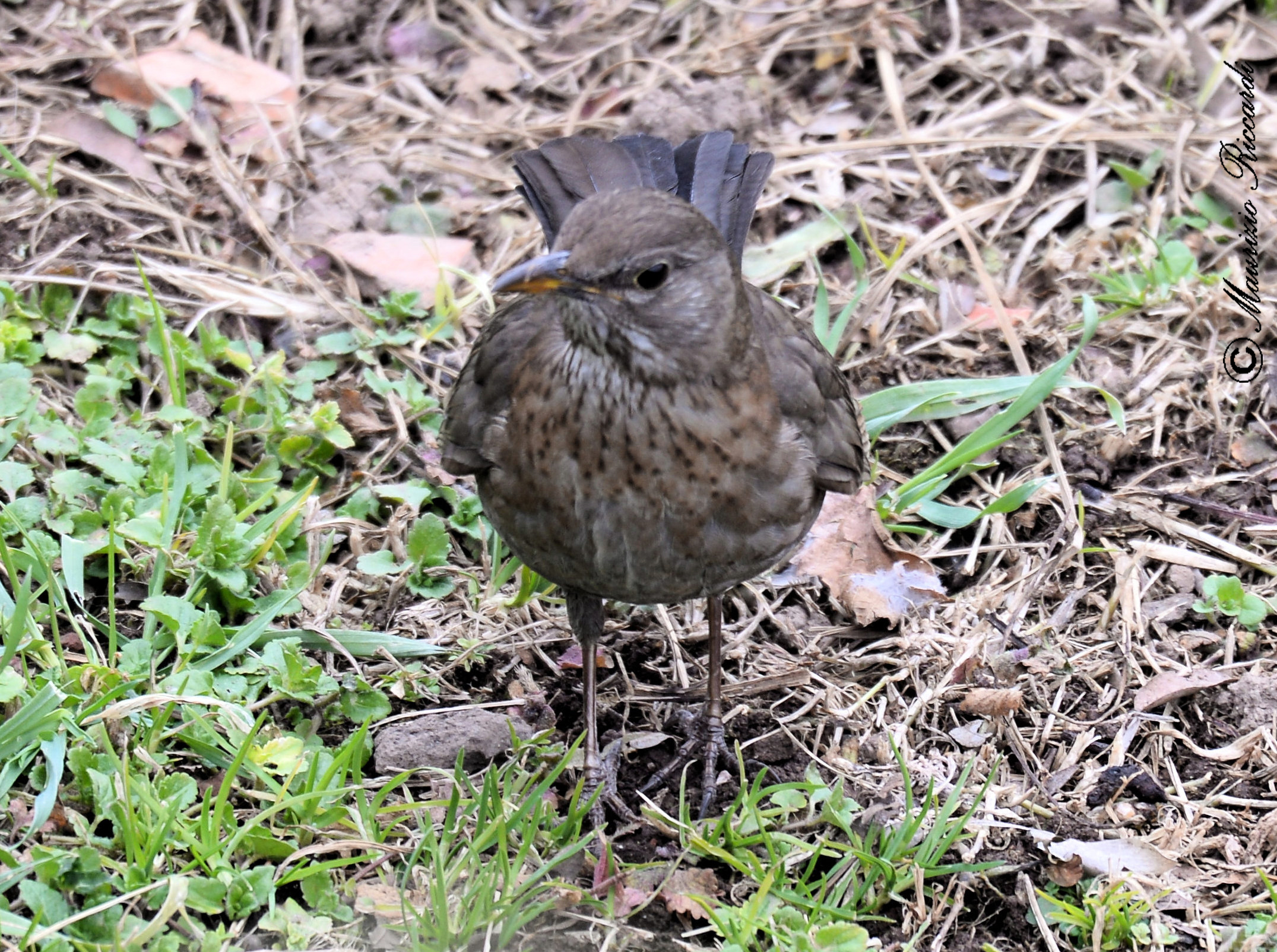 Blackbird (female)