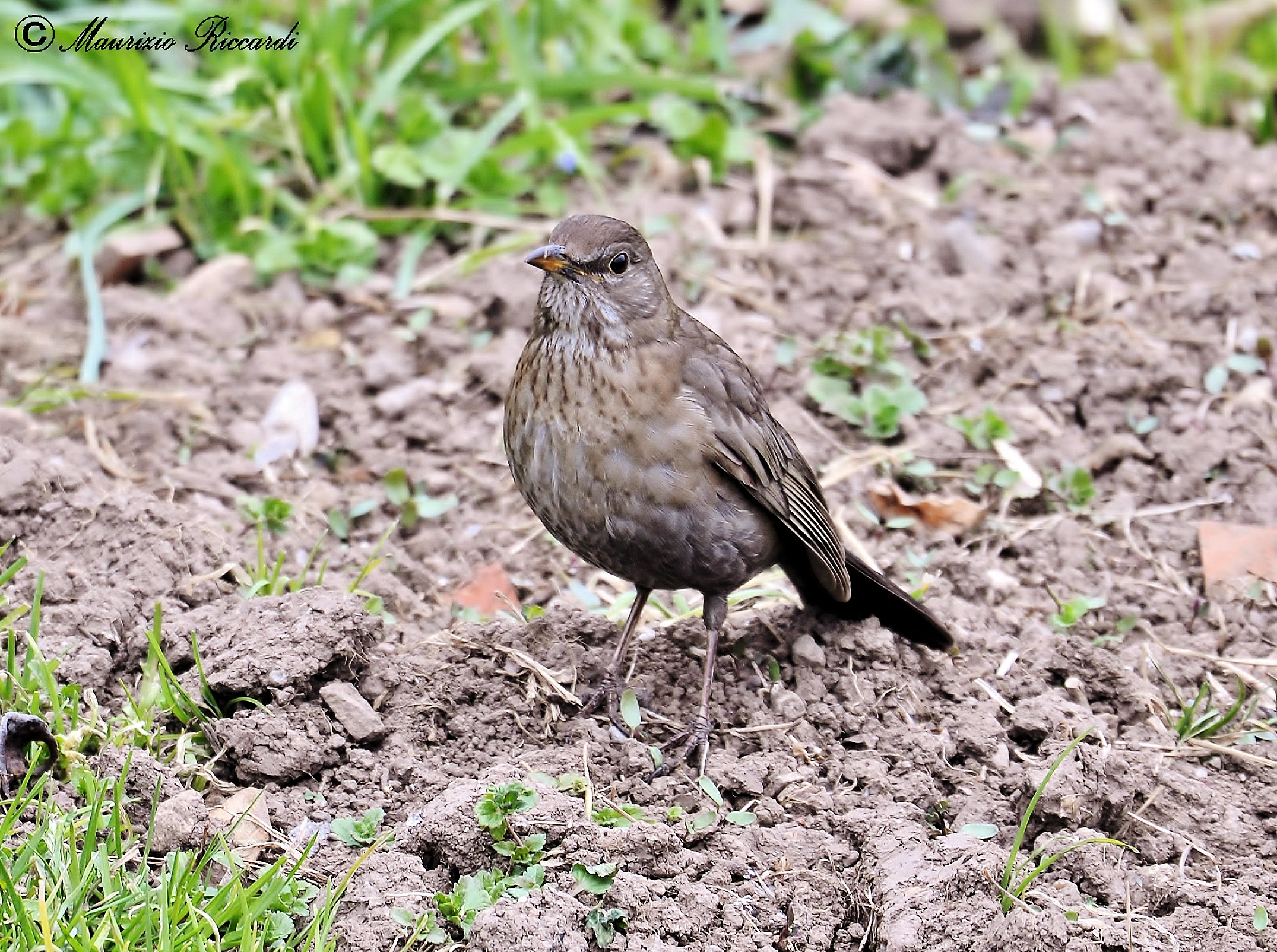 Blackbird (female)