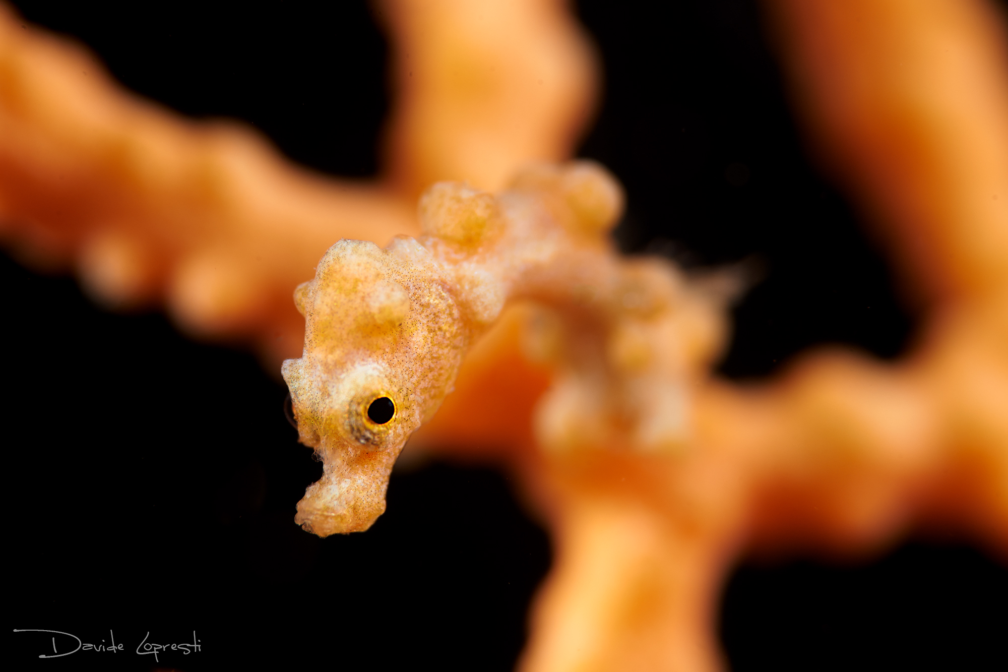Pygmy seahorse - Pygmy seahorse