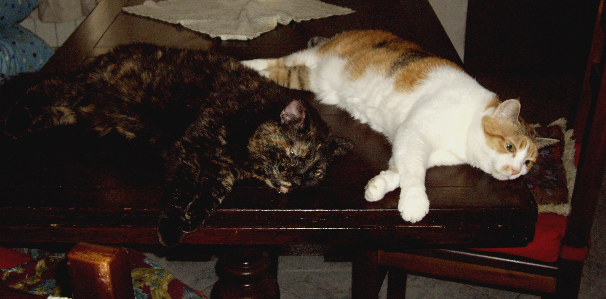 A dog's life or ... cats