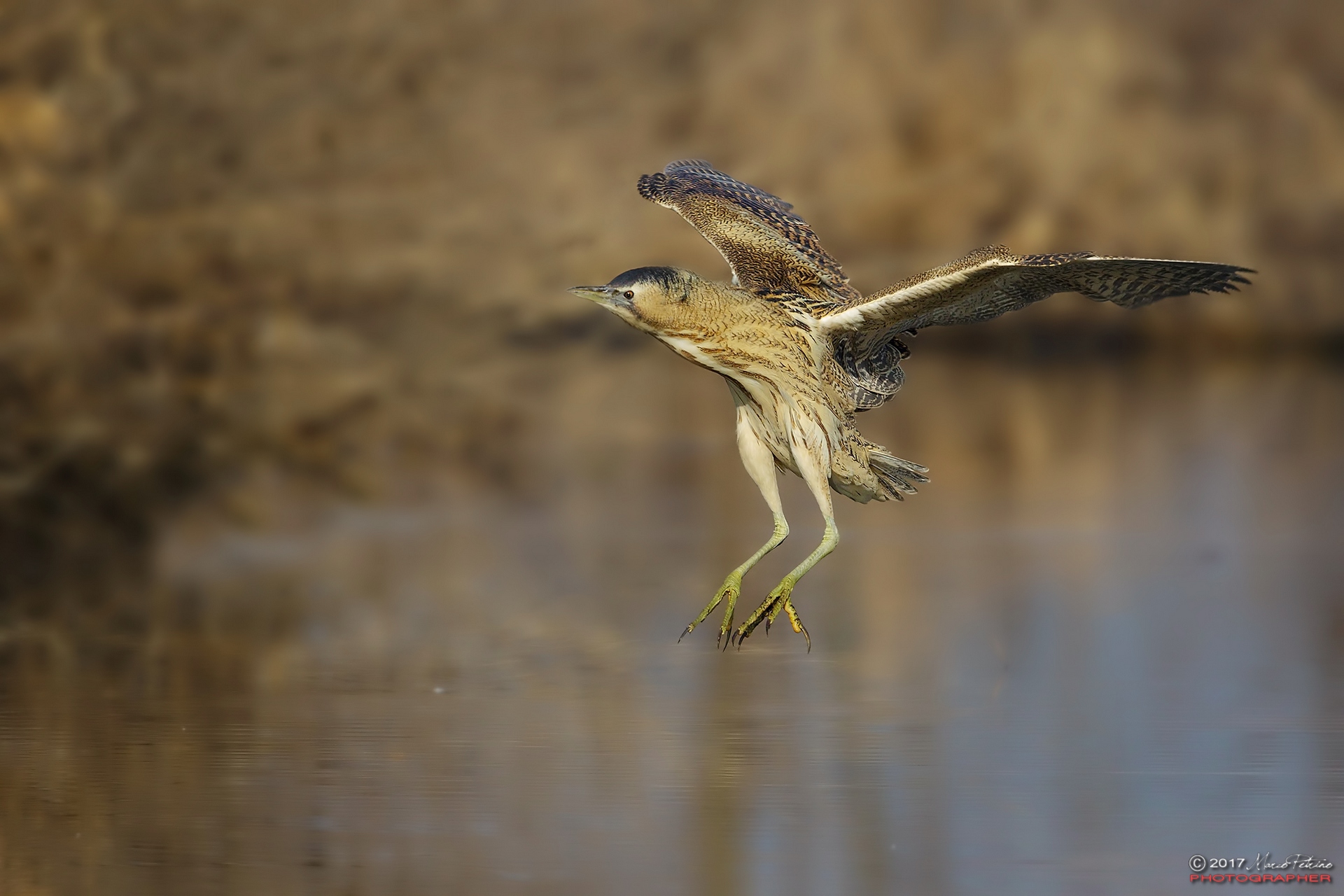 Bittern (Botaurus stellaris)