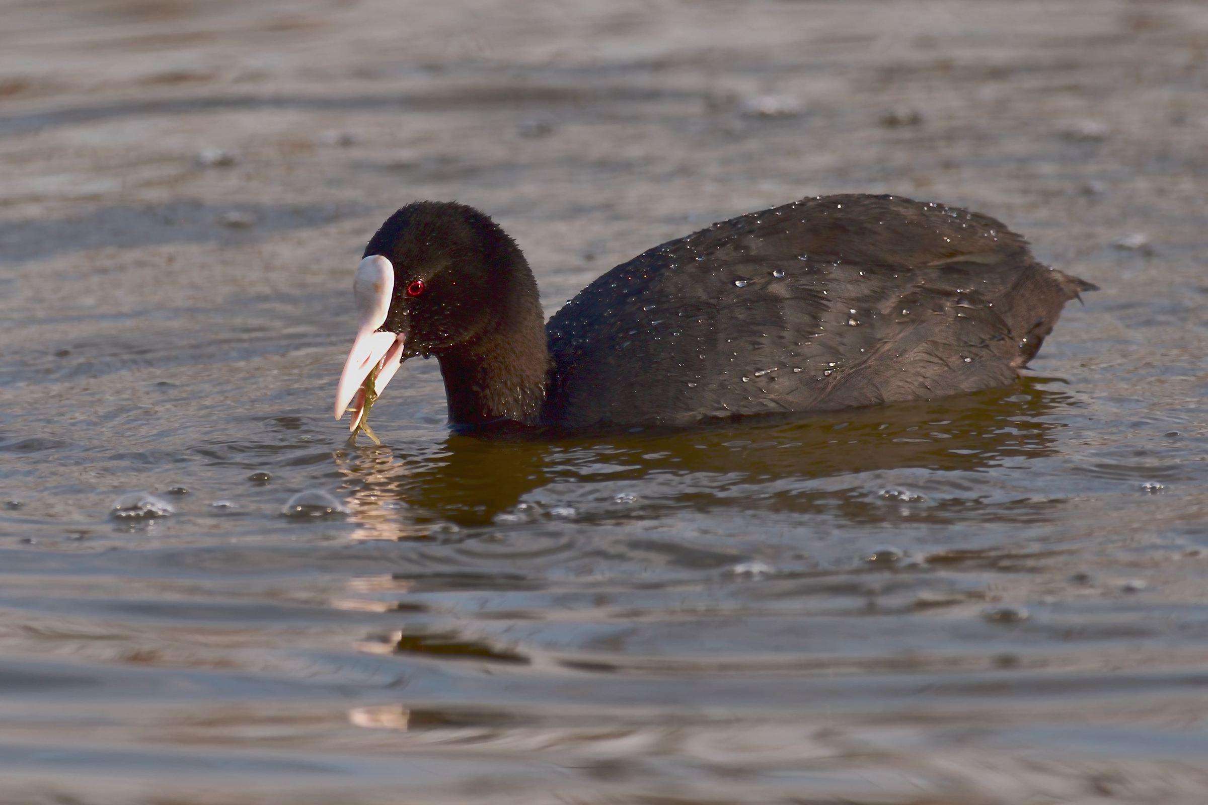 The Coot meal