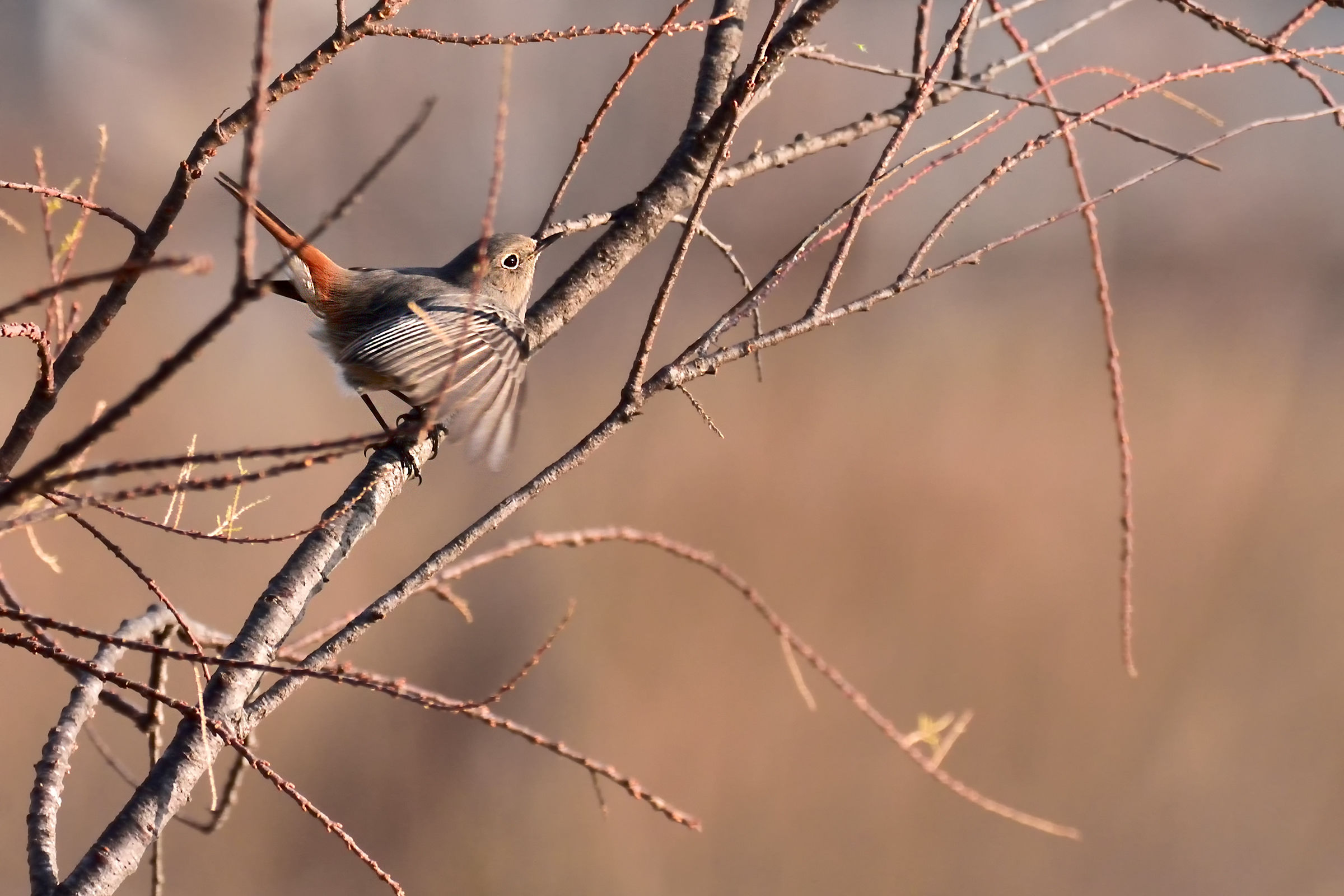 black redstart