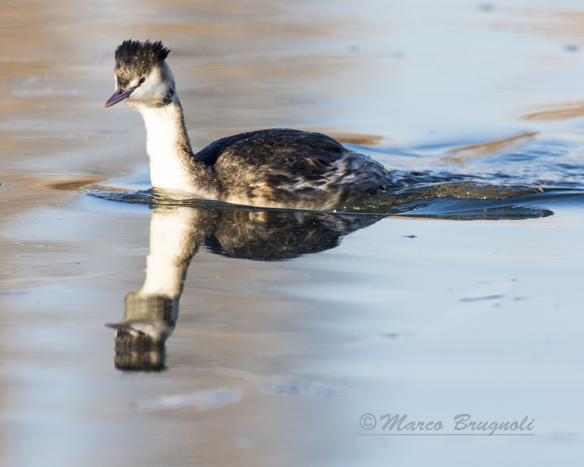 Great Crested Grebe.